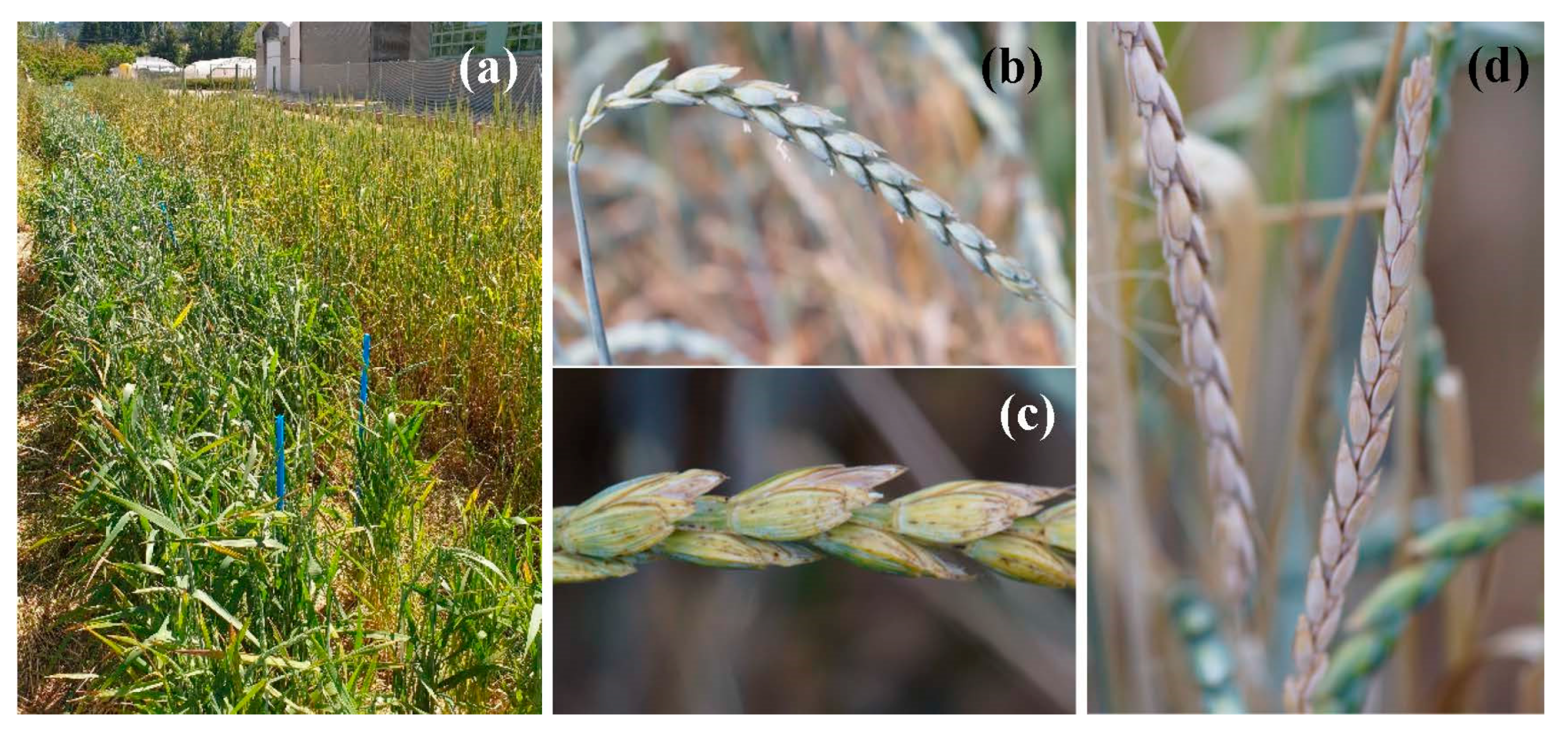 Agronomy 10 01427 g007