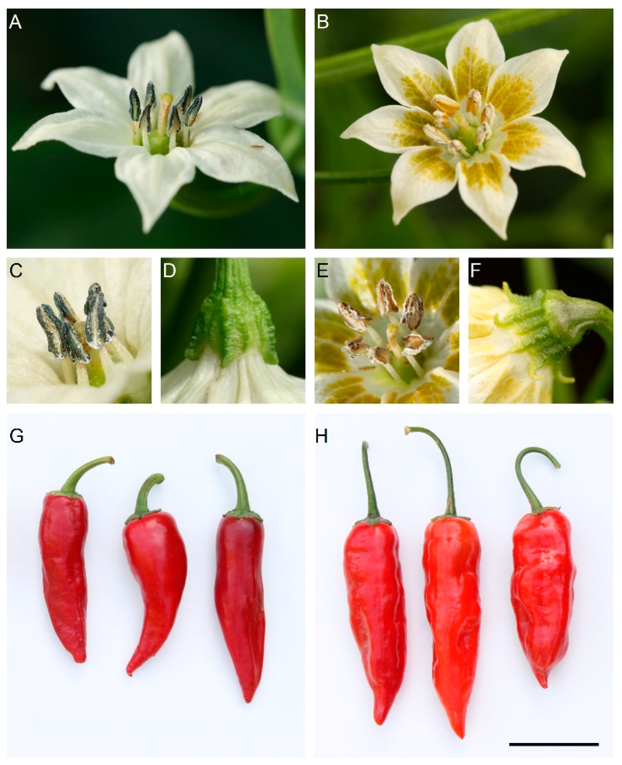 Agronomy 10 01541 g005