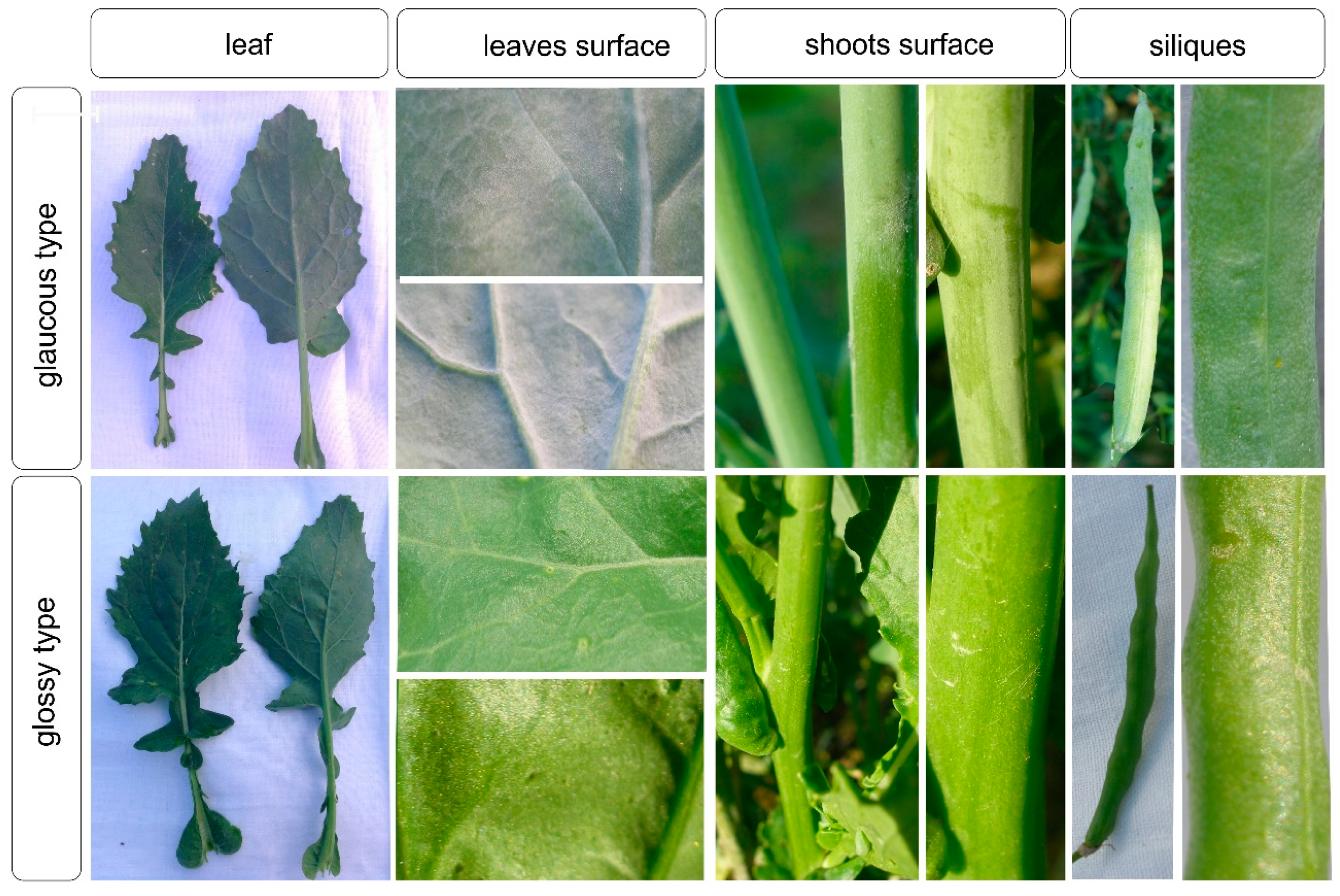 Agronomy 10 01563 g001