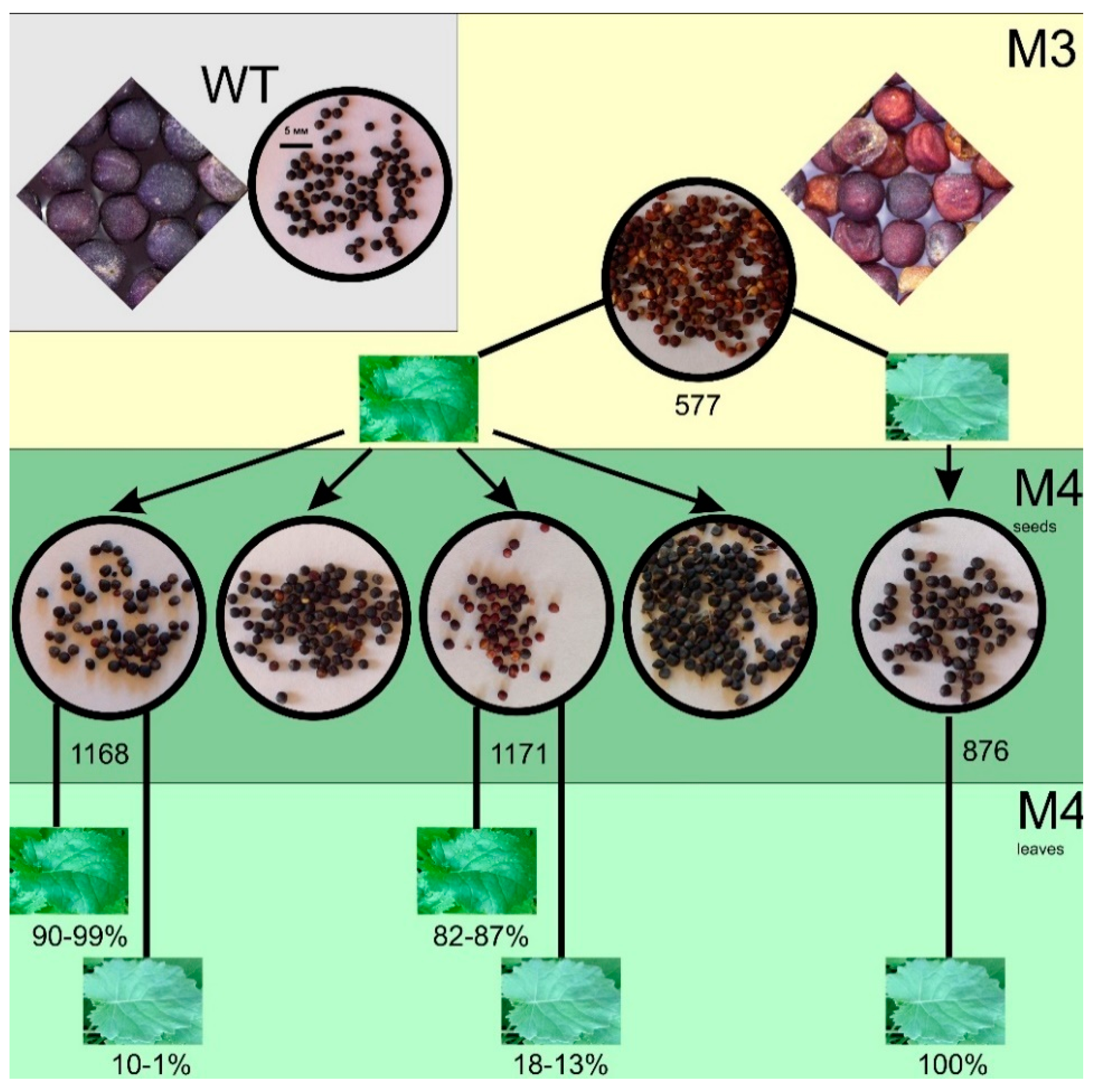 Agronomy 10 01563 g002