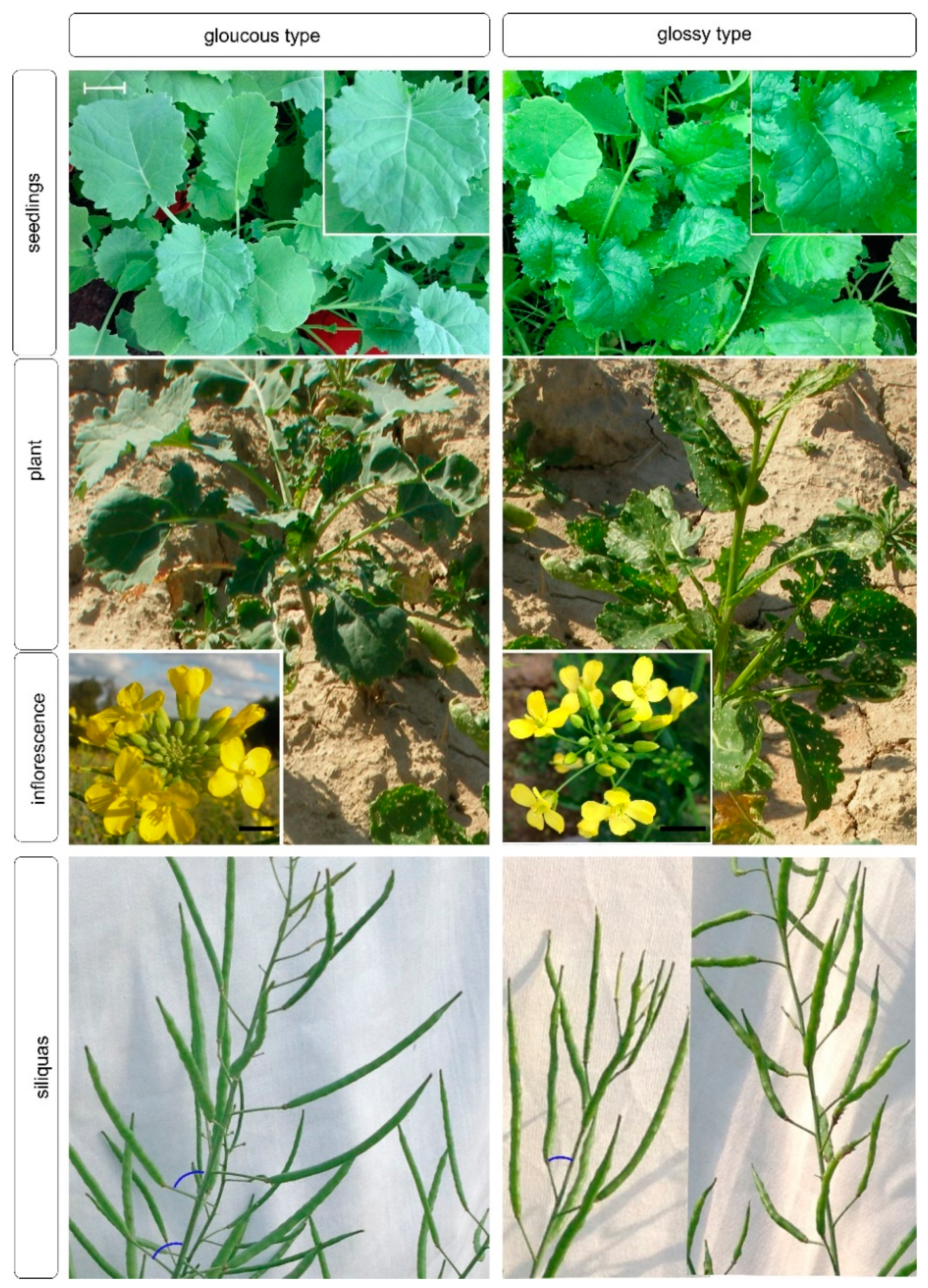 Agronomy 10 01563 g003