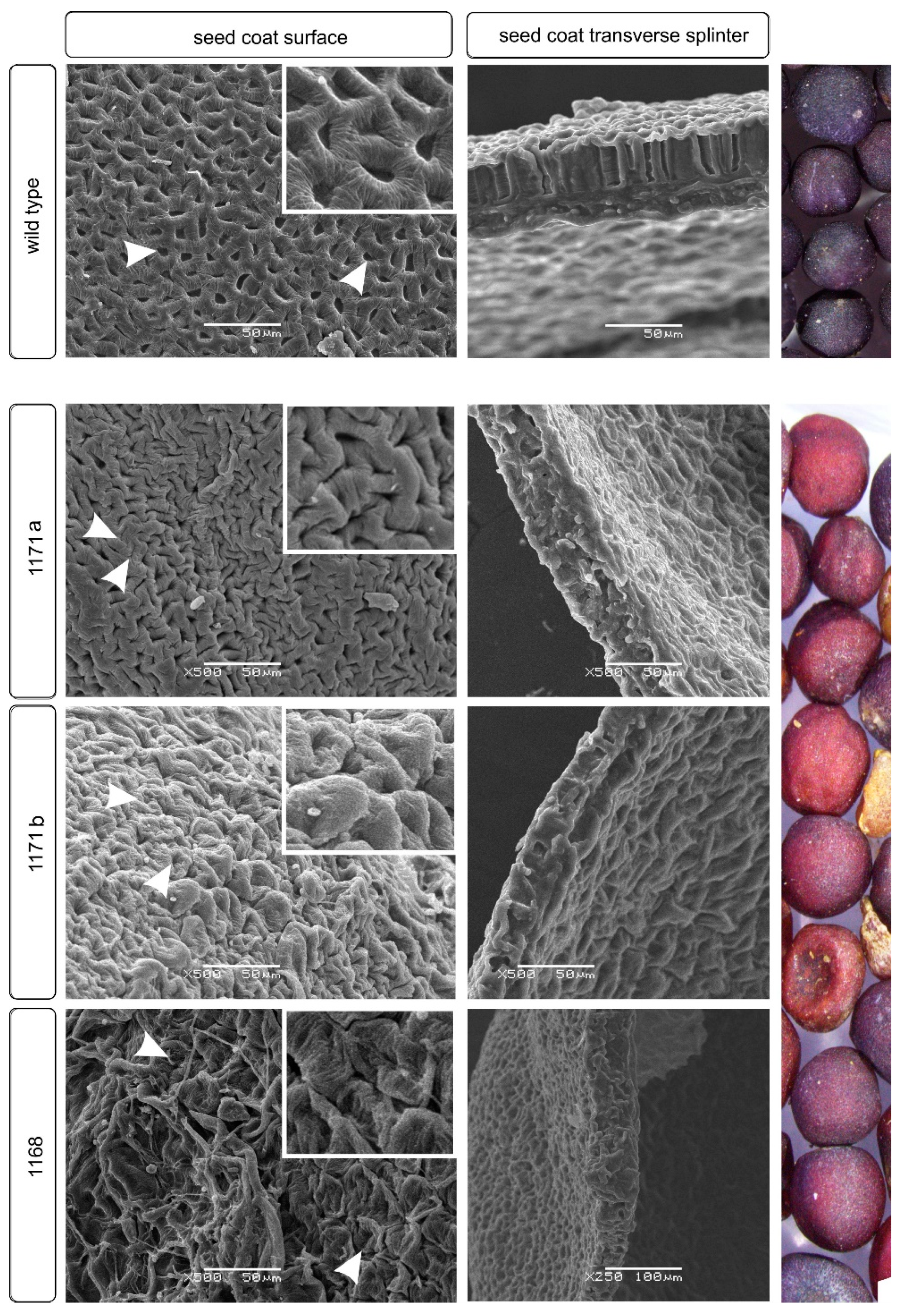 Agronomy 10 01563 g004