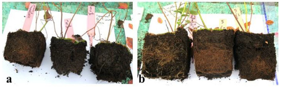 Porównanie brył korzeniowych borówki zakażonych Phytophthora cinnamomi