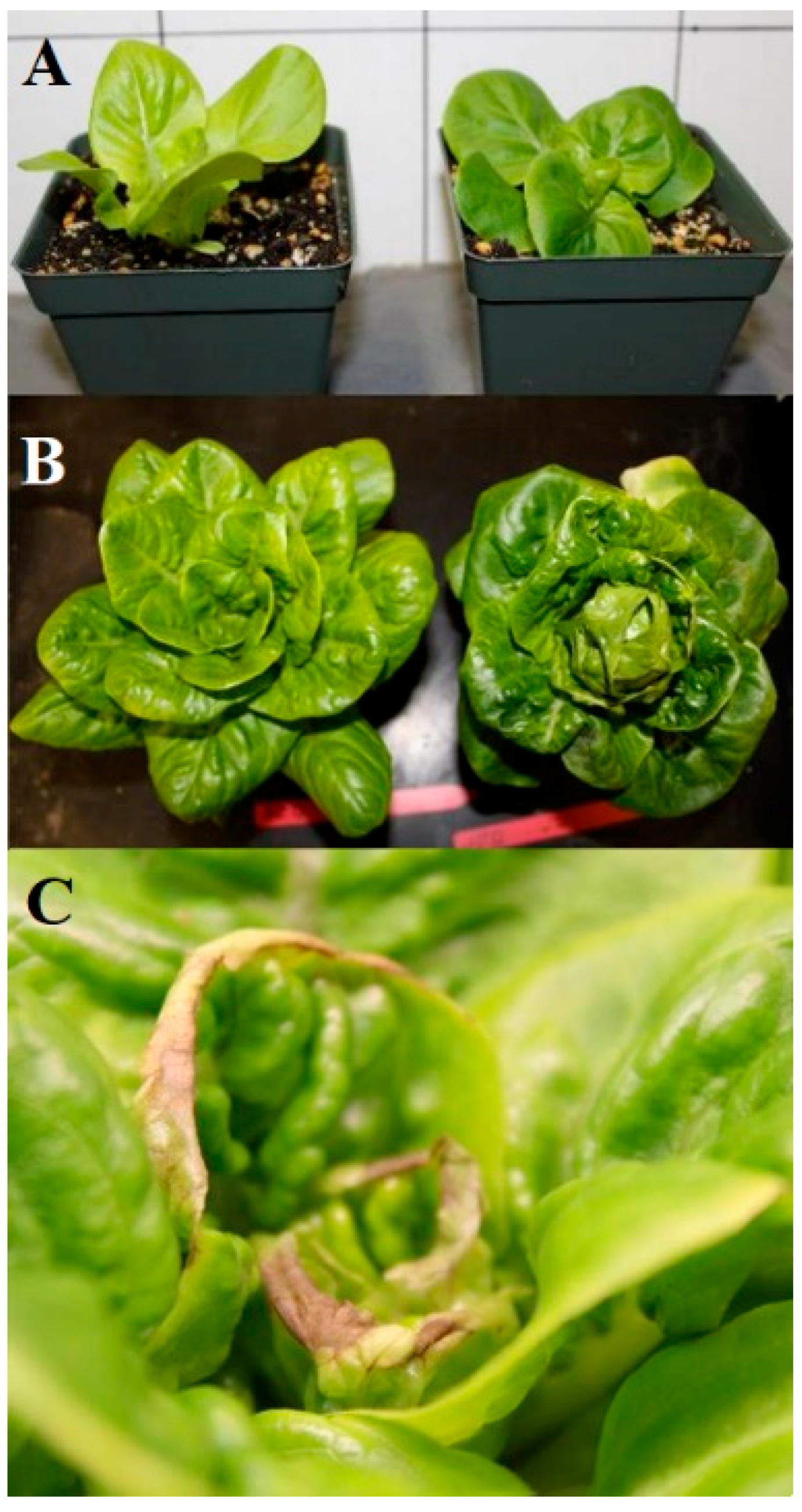 Agronomy 10 01659 g002 Agronomy 10 01659 g002