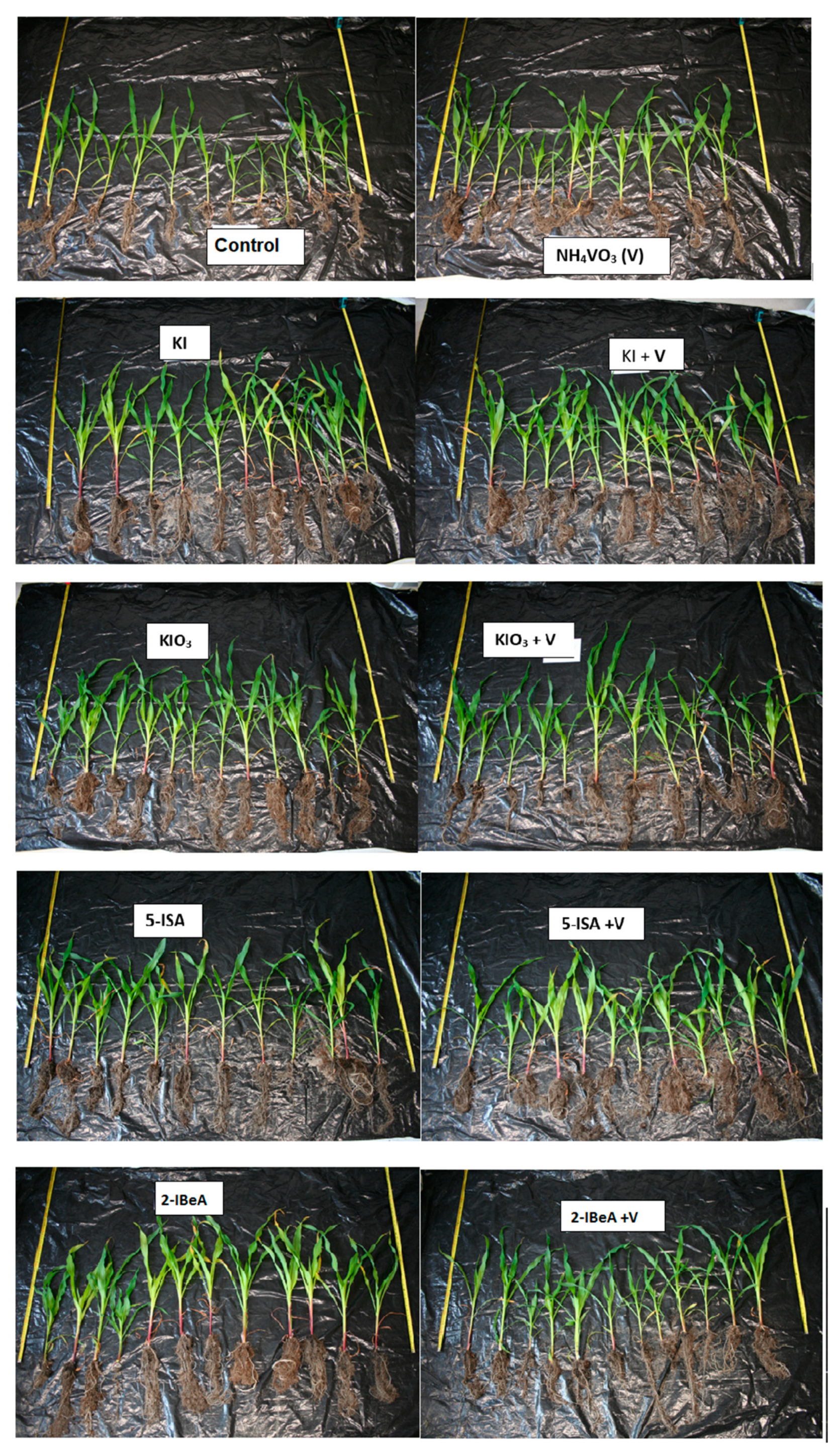 Agronomy 10 01666 g001