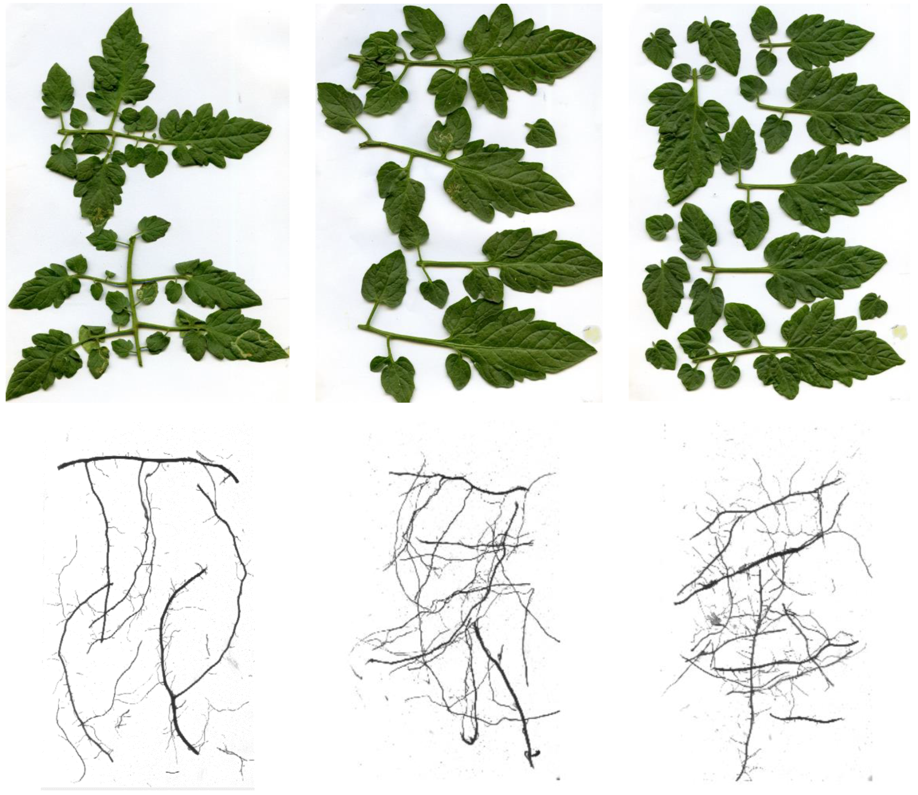 Agronomy 10 01685 g001