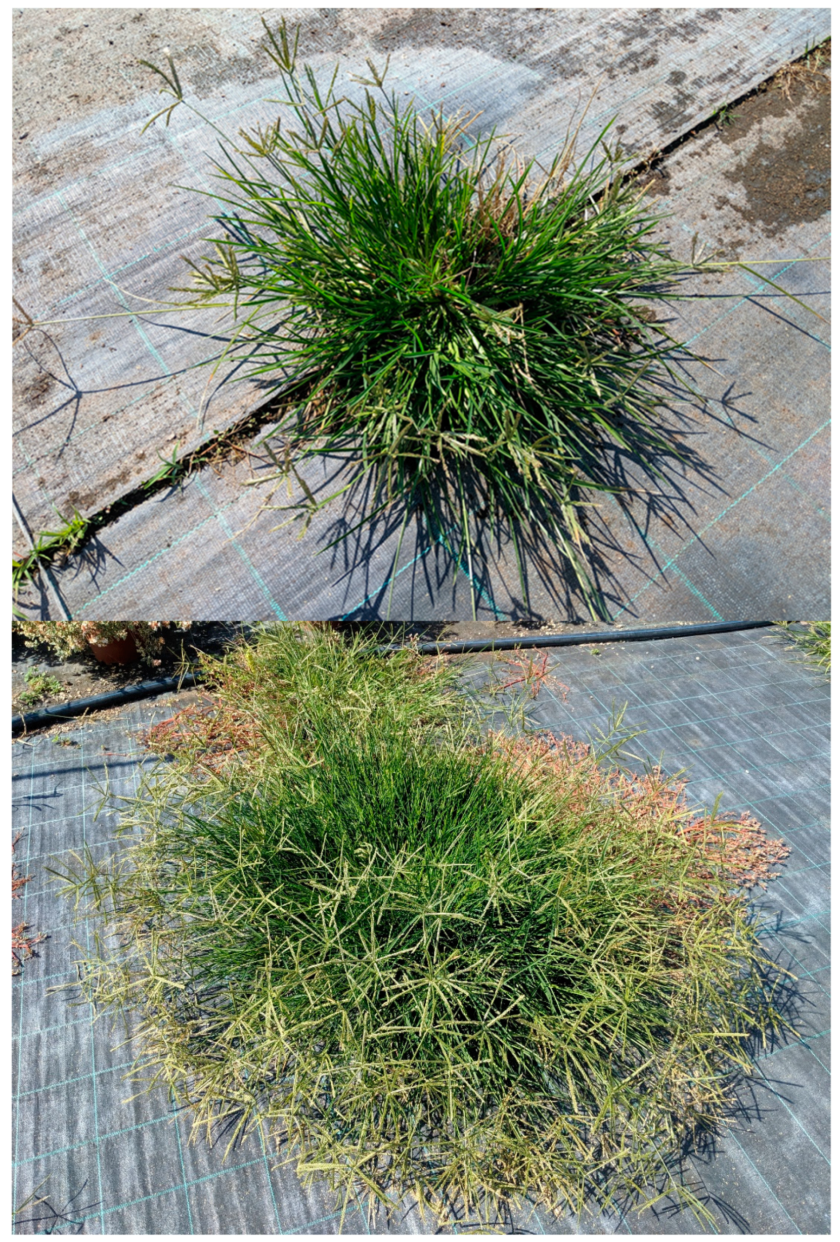 Agronomy 10 01692 g001 Agronomy 10 01692 g001