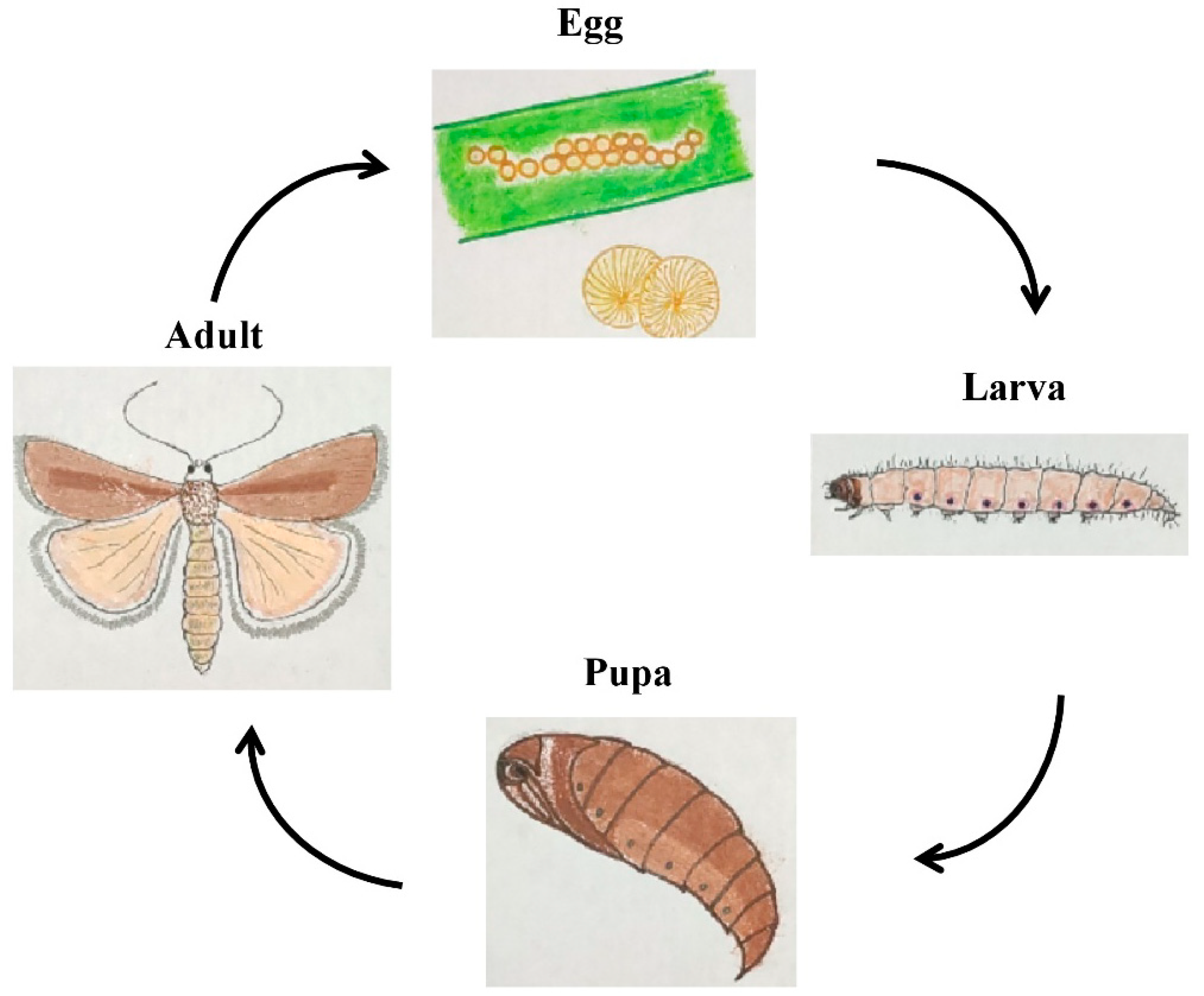 Agronomy 10 01705 g002