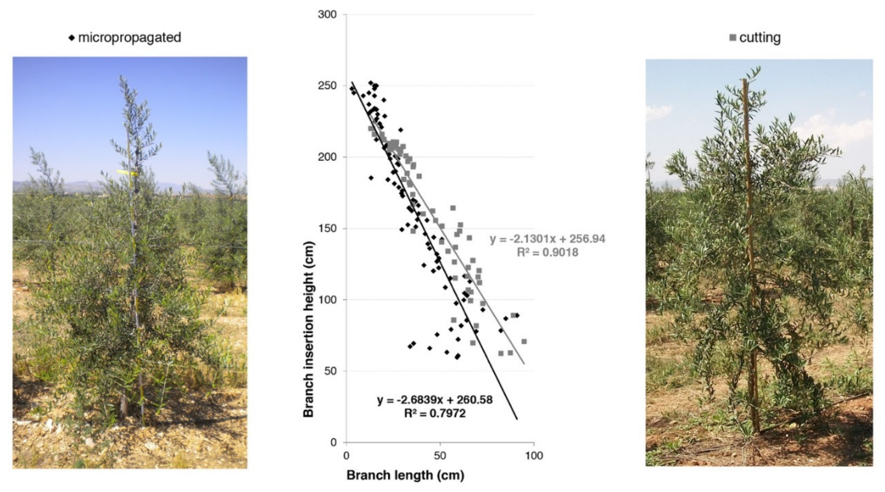 Agronomy 10 01742 g017