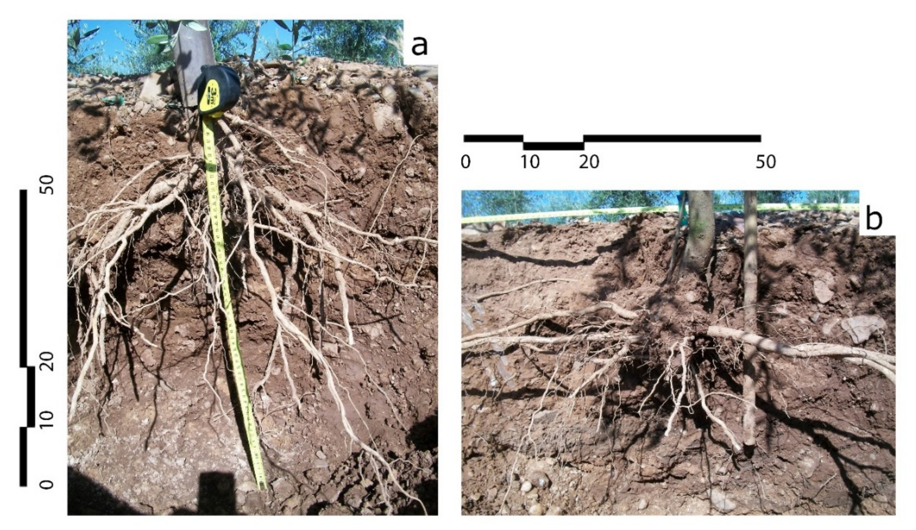 Agronomy 10 01742 g018