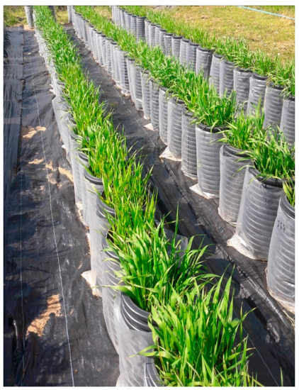 Agronomy 10 01760 g0a4