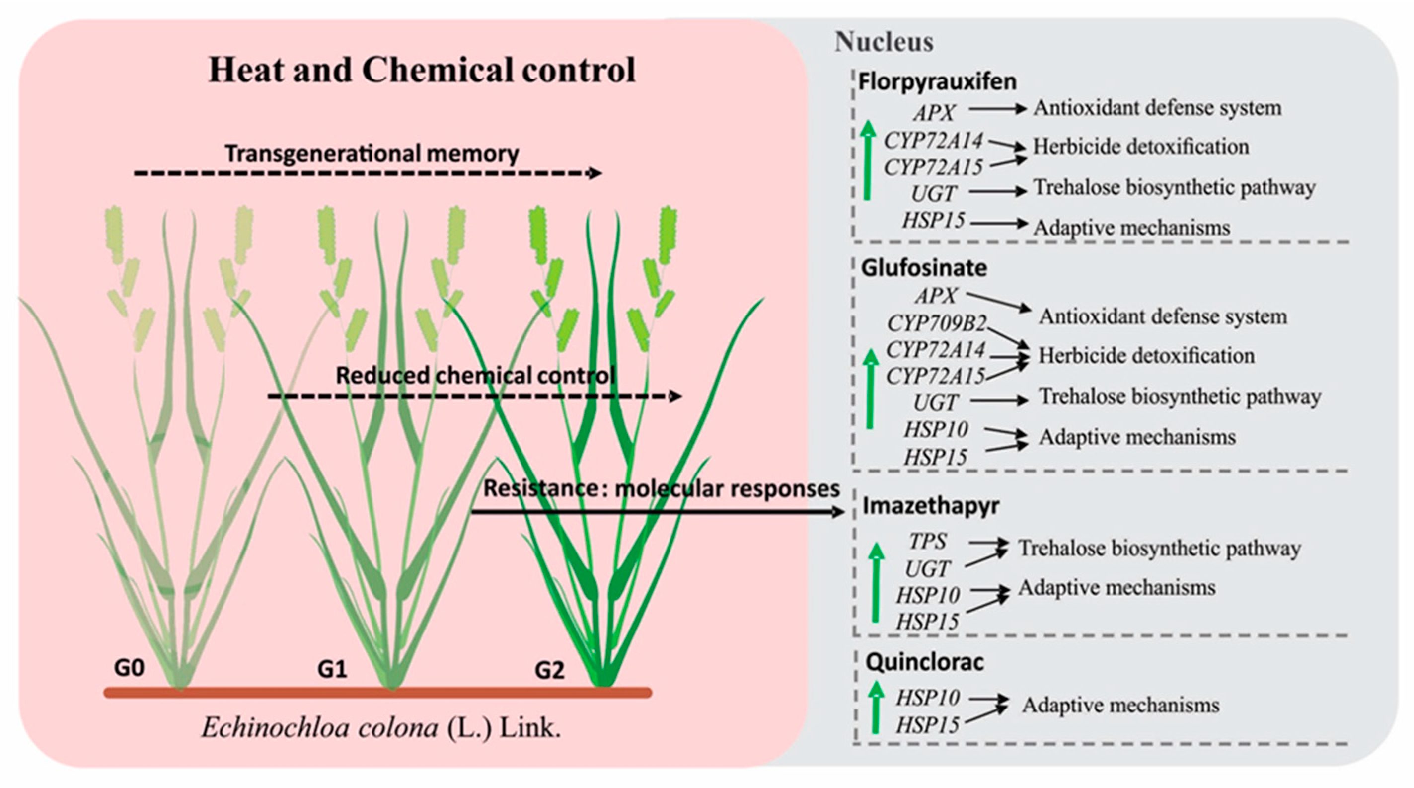 Agronomy 10 01761 g004