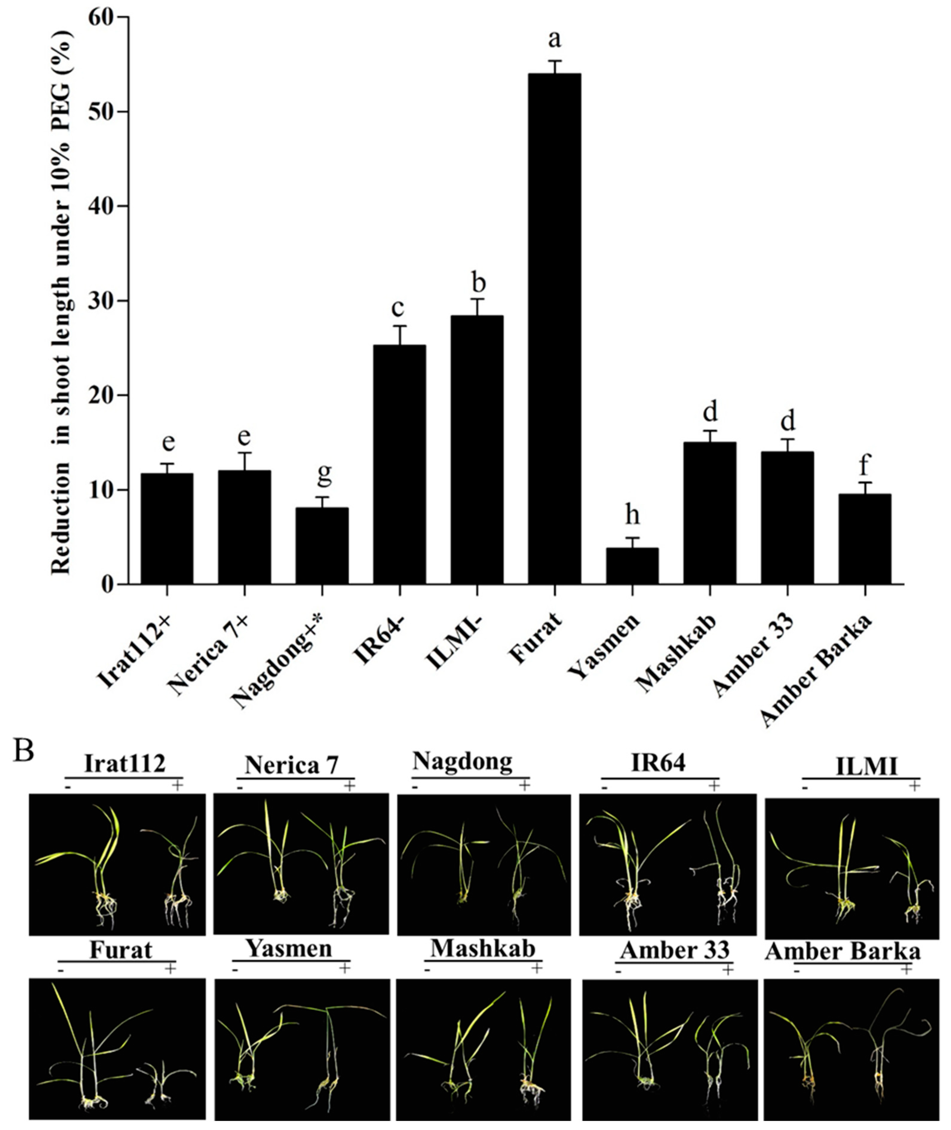 Agronomy 10 01782 g002