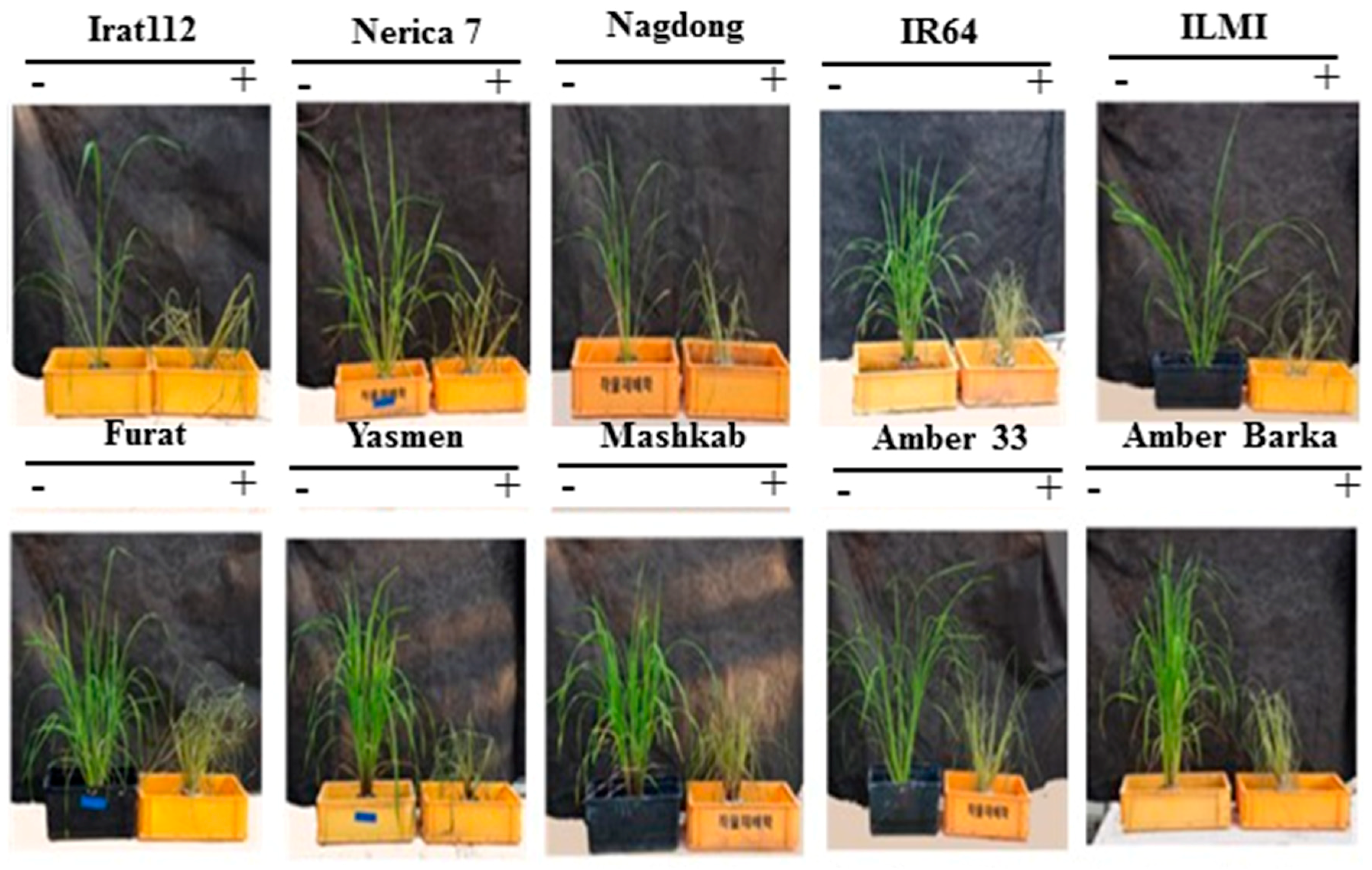 Agronomy 10 01782 g007