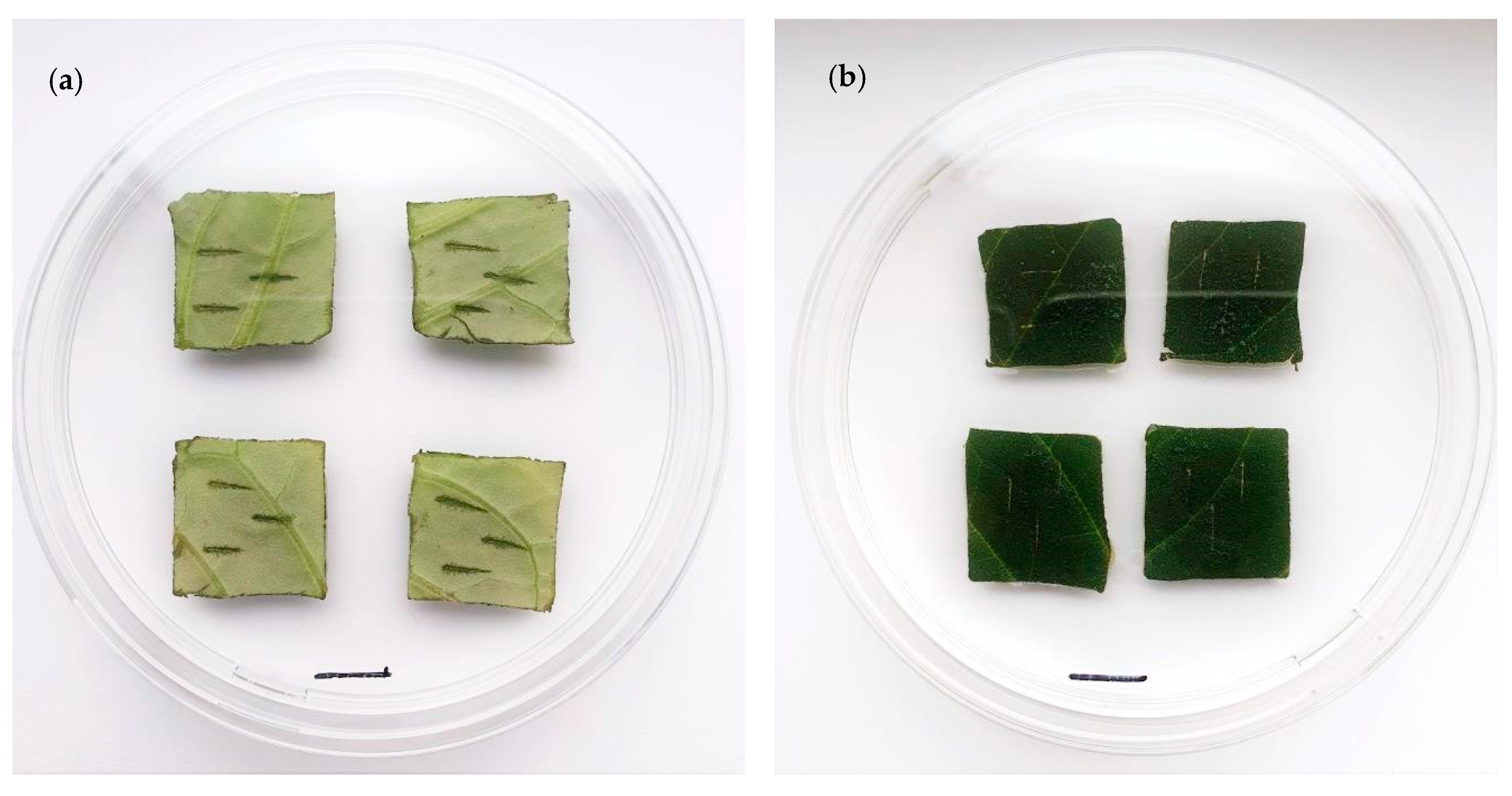 Agronomy 10 01783 g001