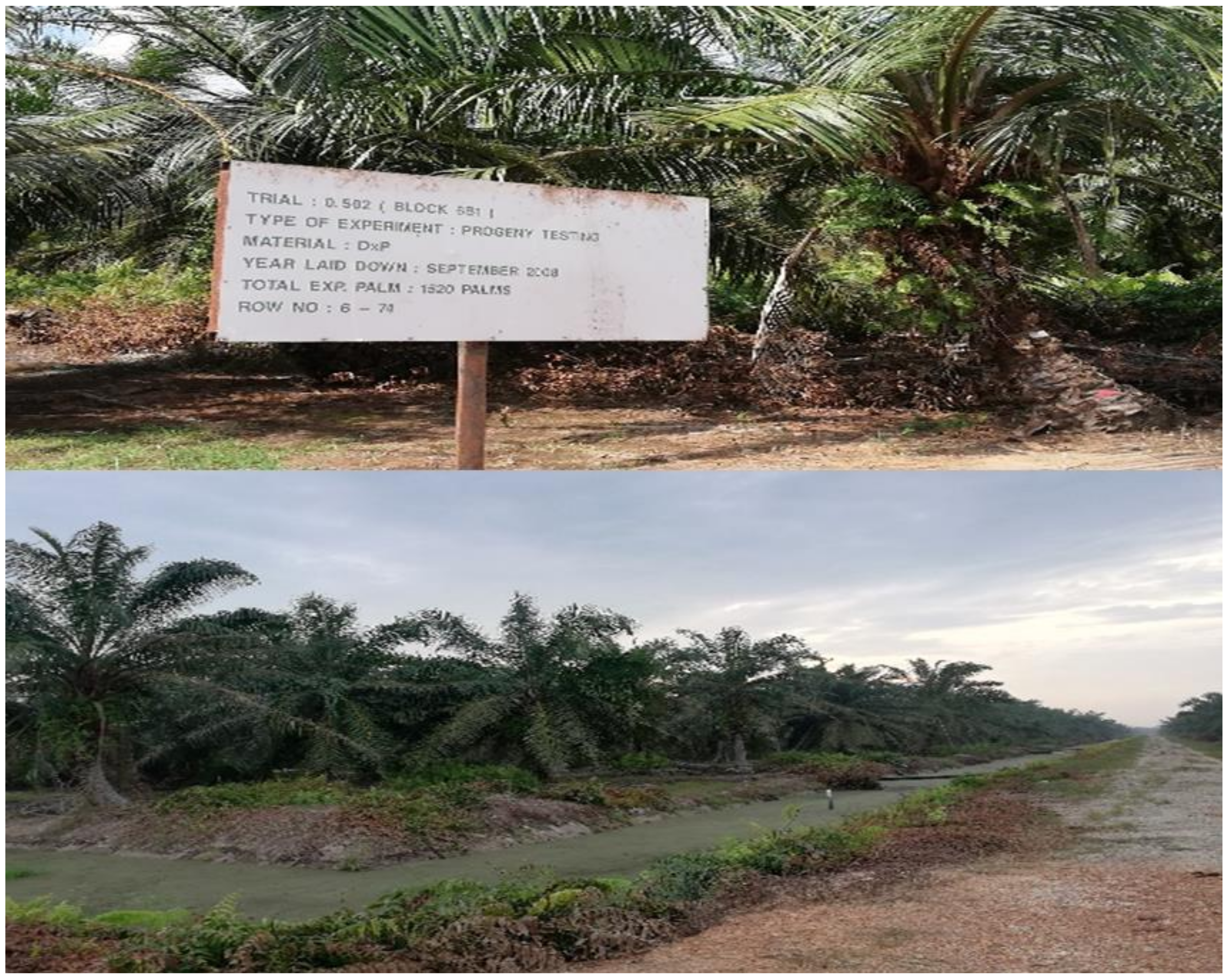 Agronomy 10 01793 g001