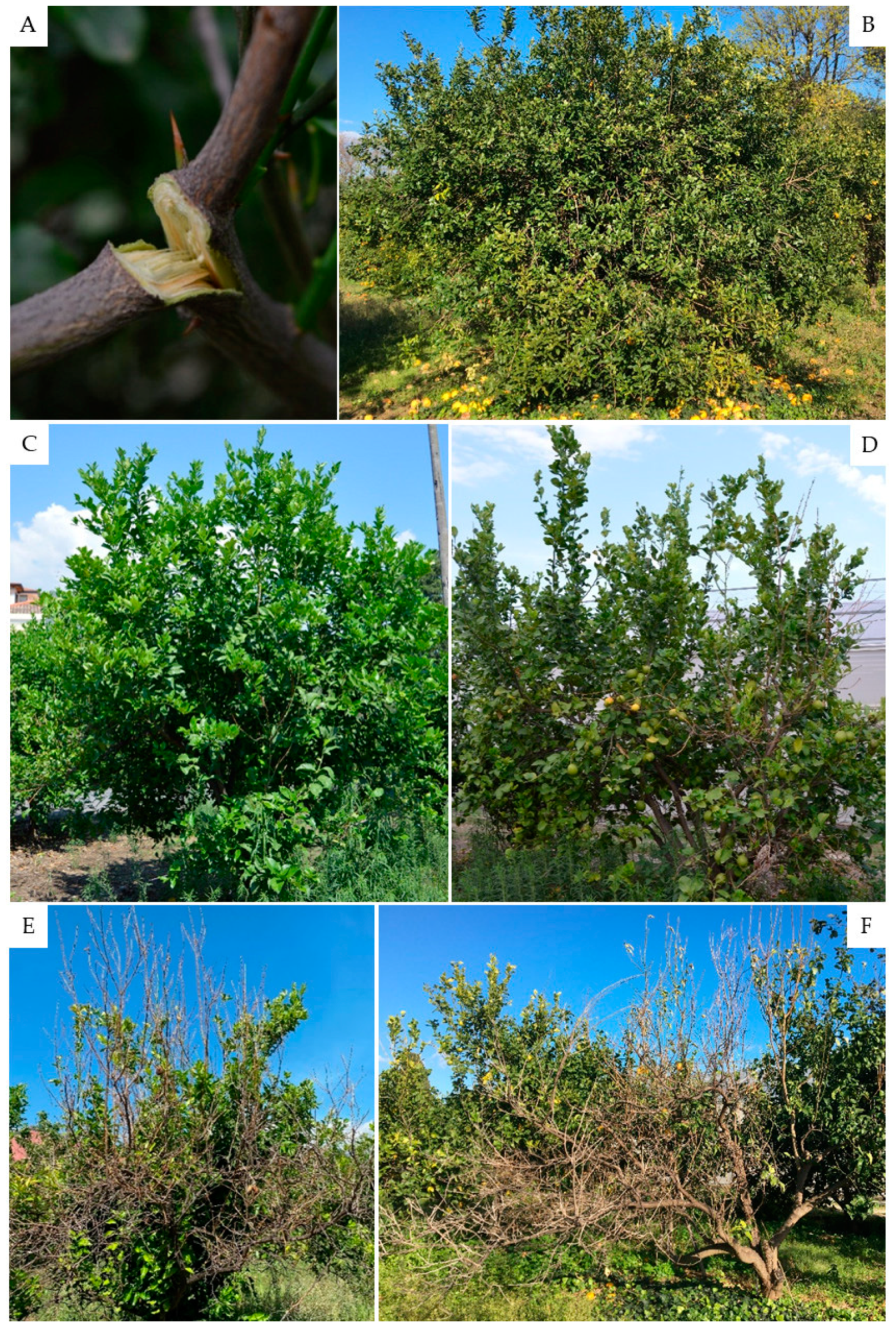 Agronomy 10 01806 g001