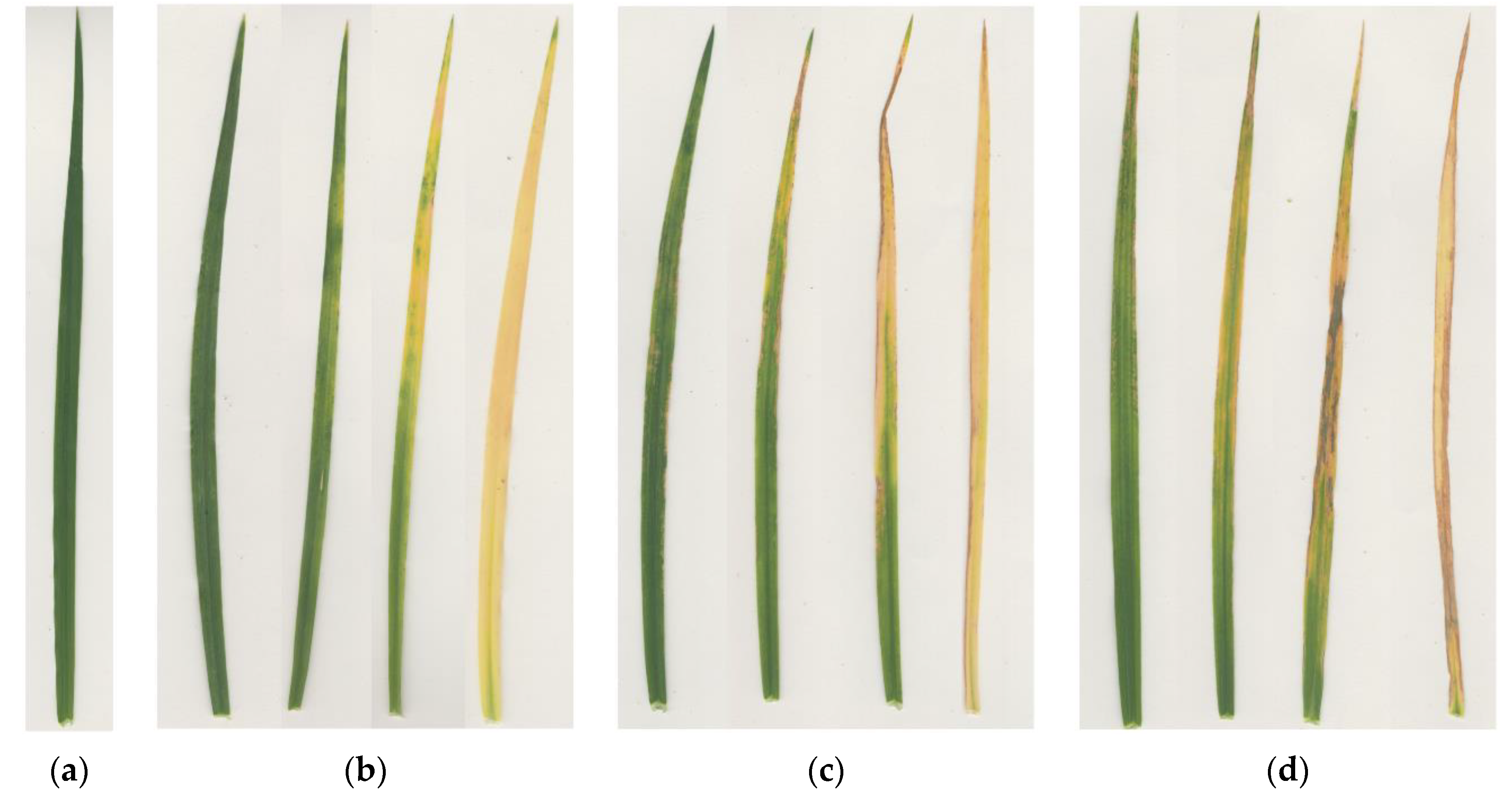 Agronomy 10 01853 g0a1