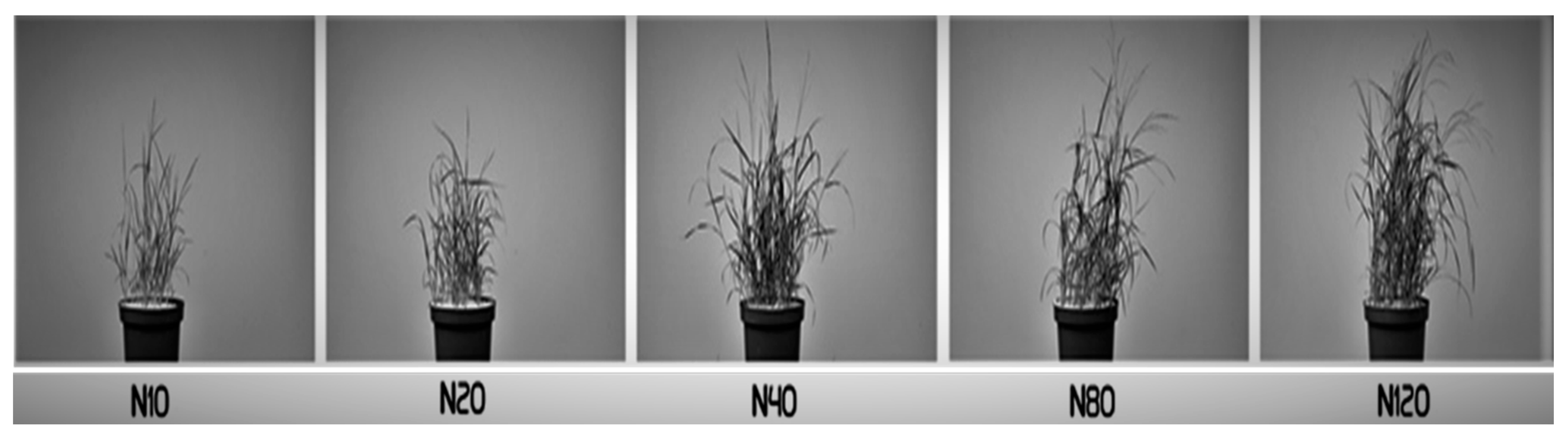 Agronomy 10 01870 g002