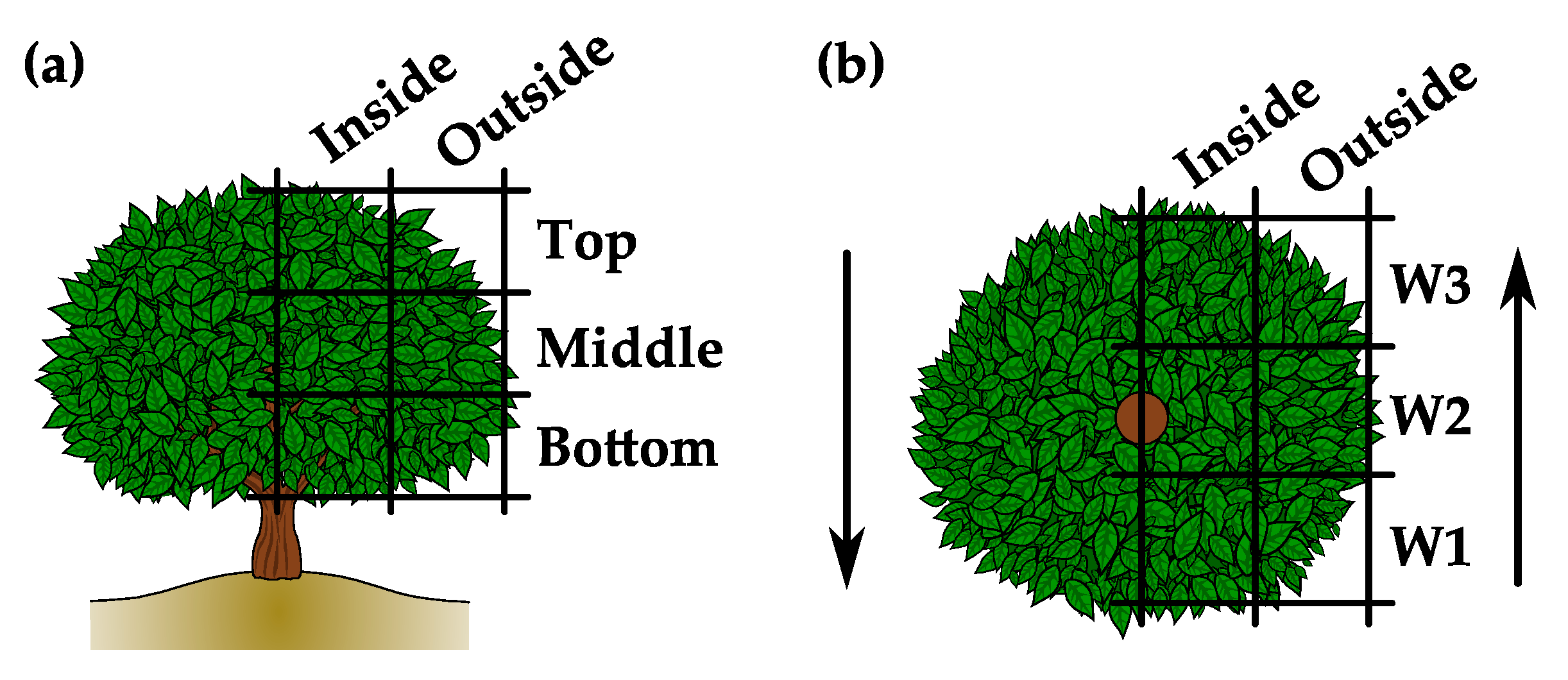 Agronomy 10 01887 g002 Agronomy 10 01887 g002