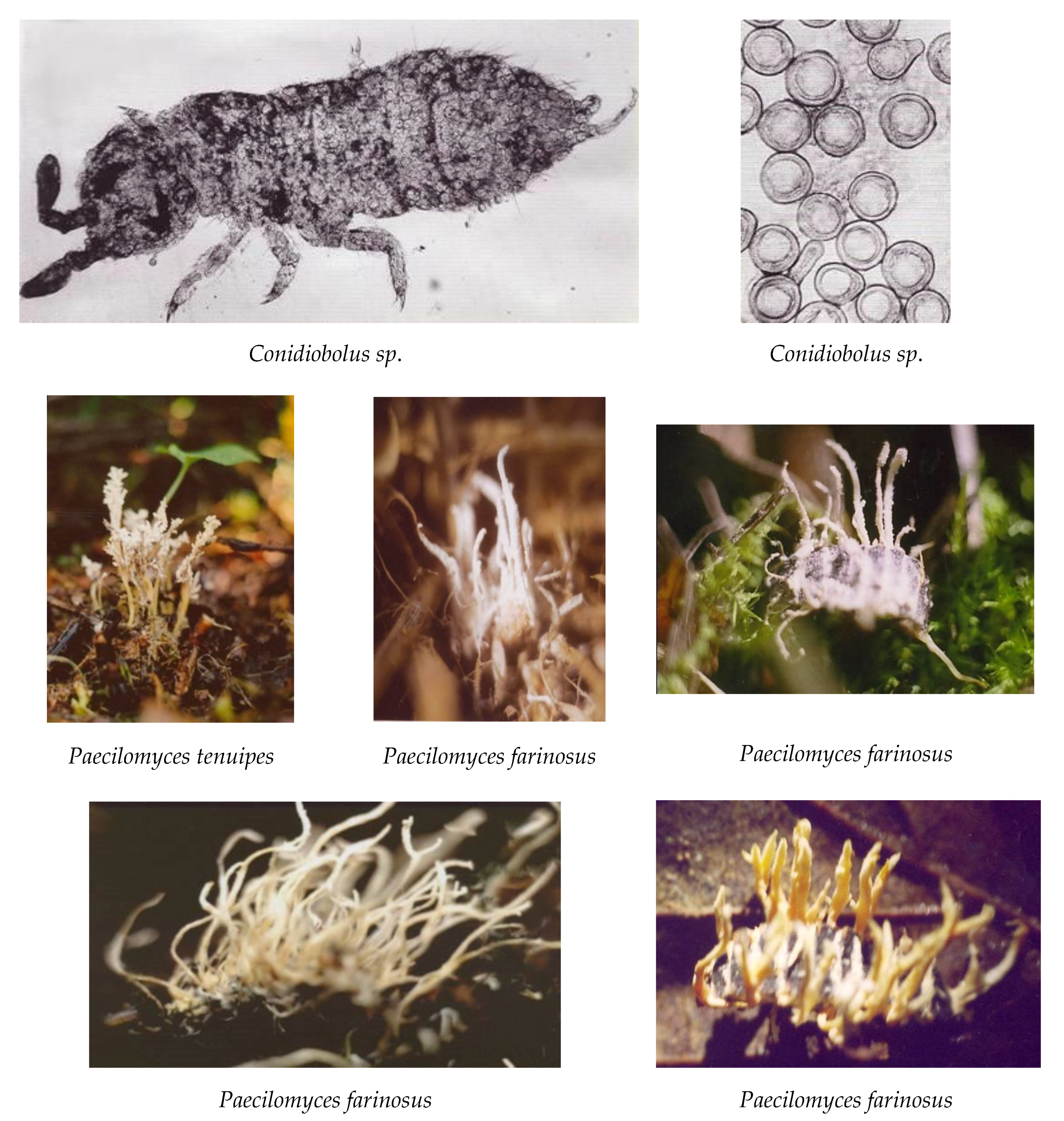Agronomy 10 01899 g001