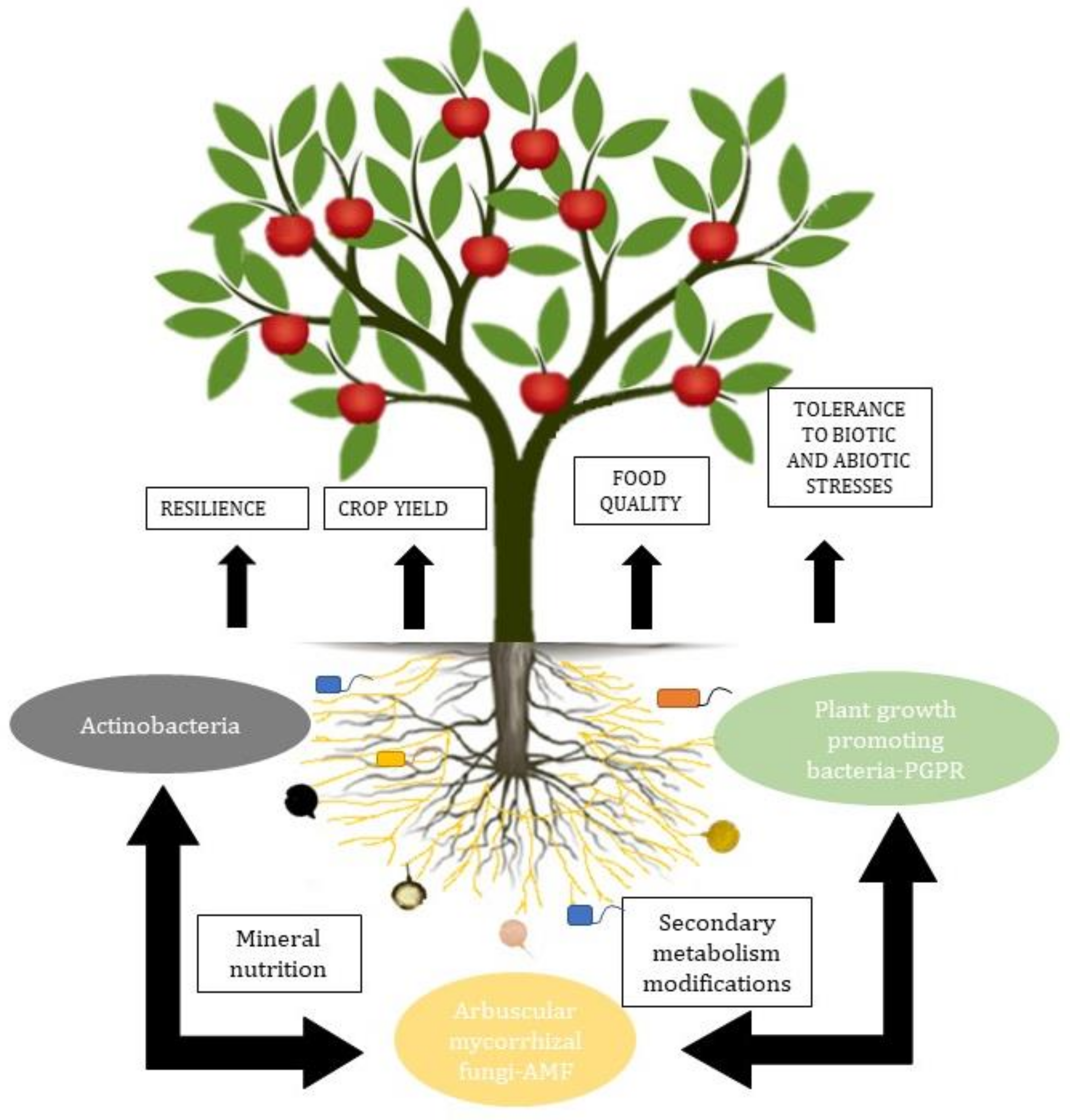 Agronomy 10 01902 g001