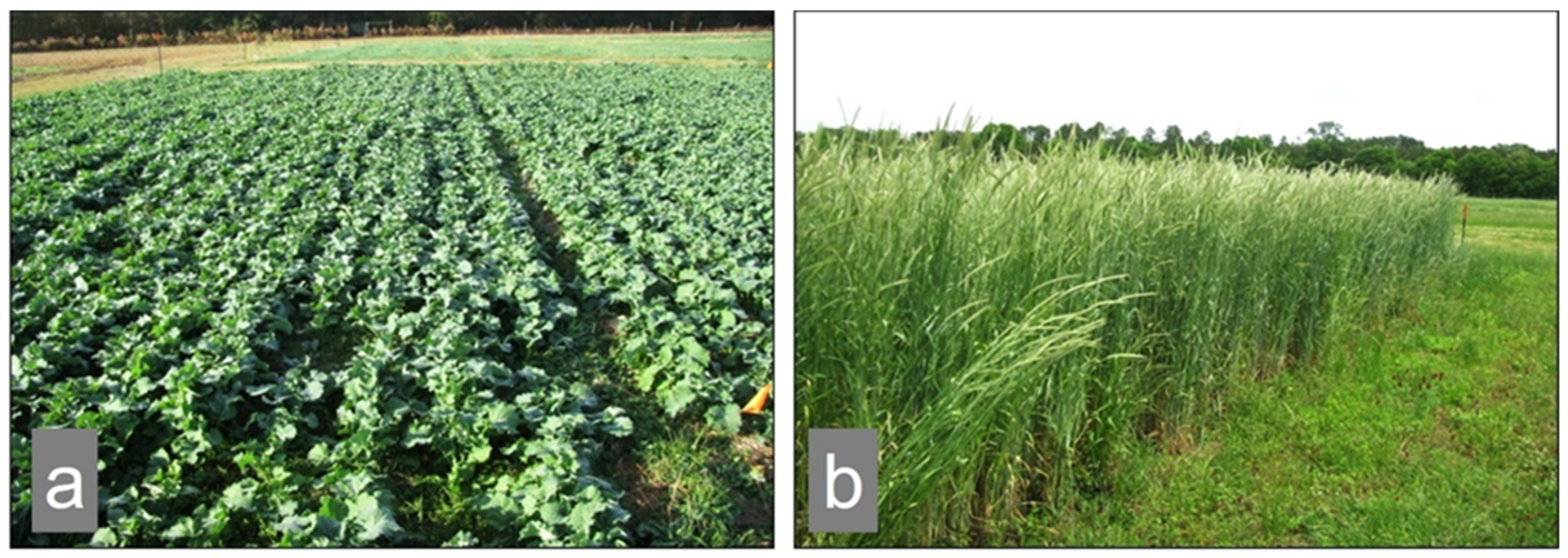 Agronomy 10 01913 g001