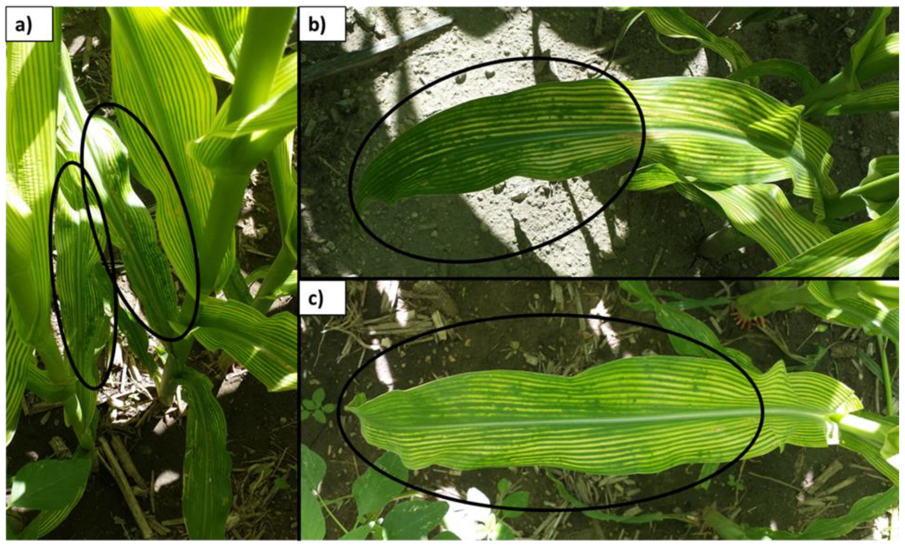 Agronomy 10 01946 g002