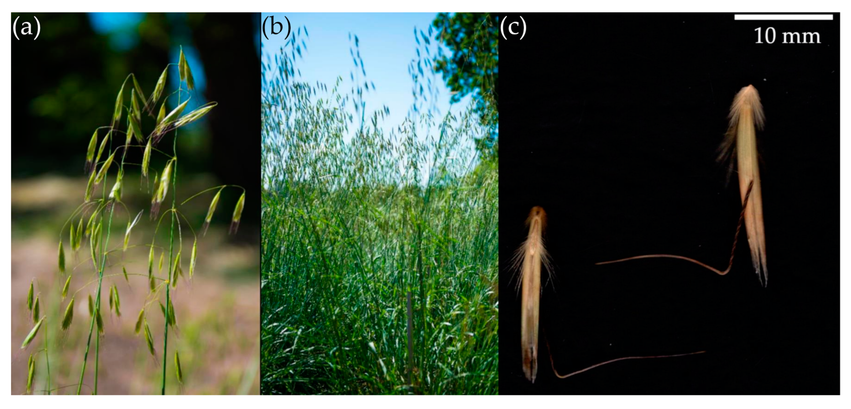 Agronomy 10 01984 g001