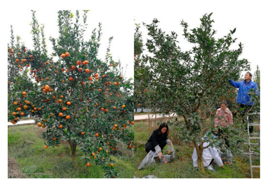 Agronomy 10 01988 g0a1