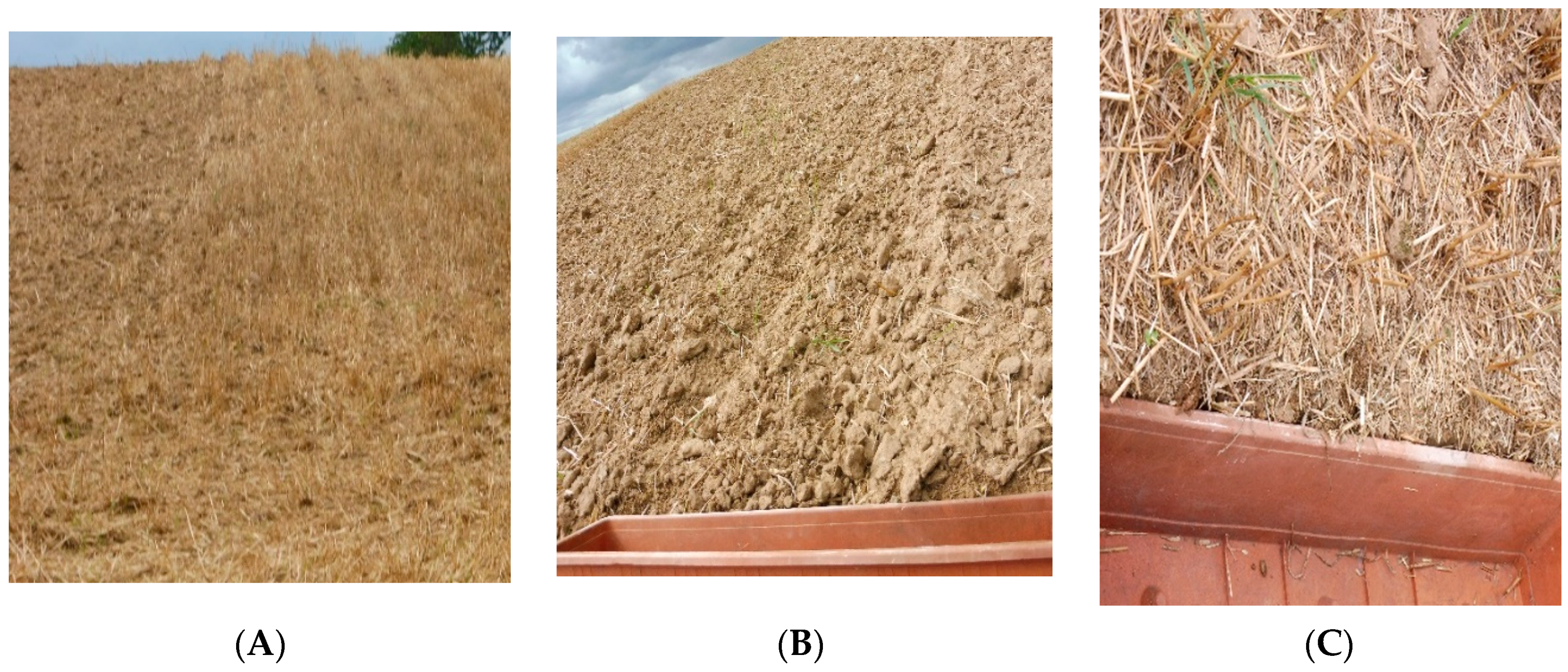 Agronomy 10 02015 g003a Agronomy 10 02015 g003a