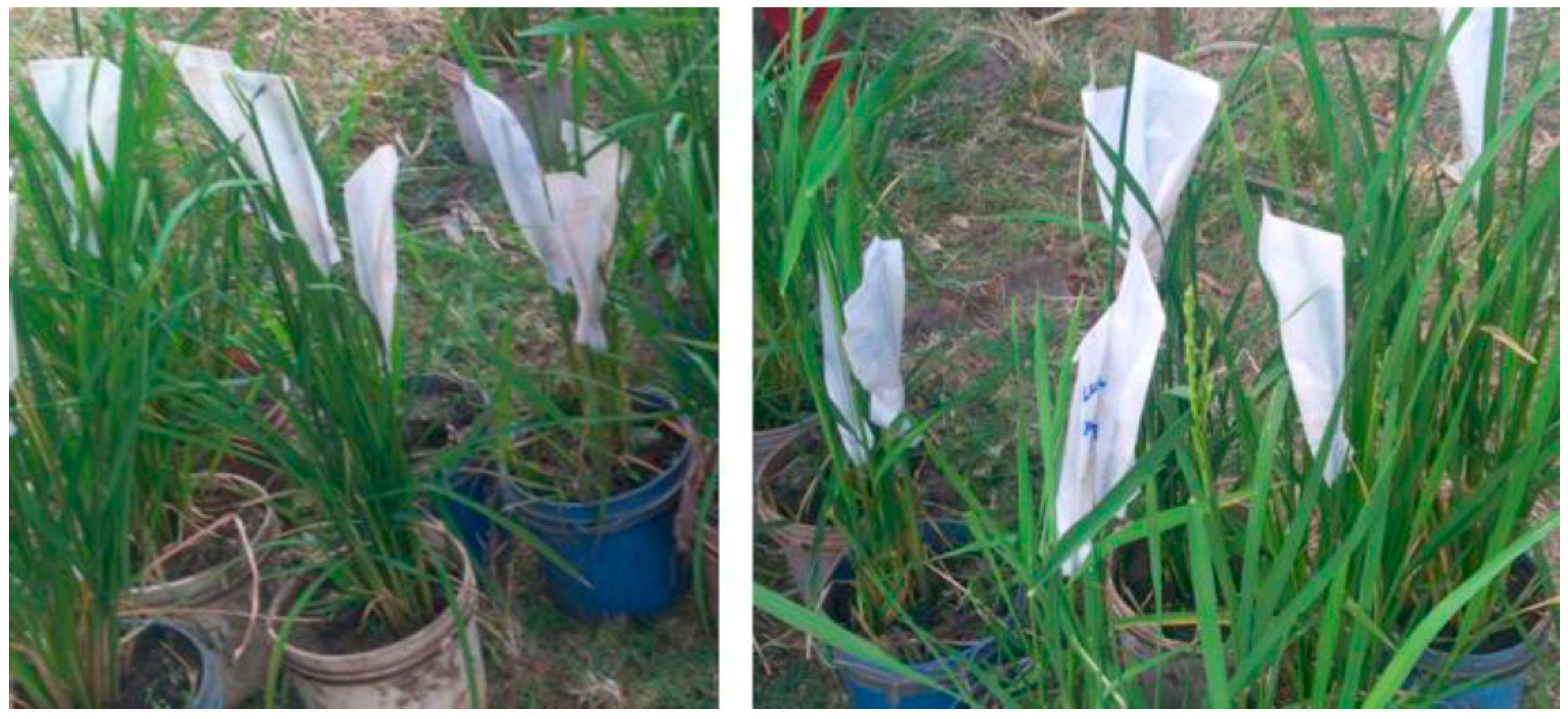 Agronomy 11 00012 g001 Agronomy 11 00012 g001