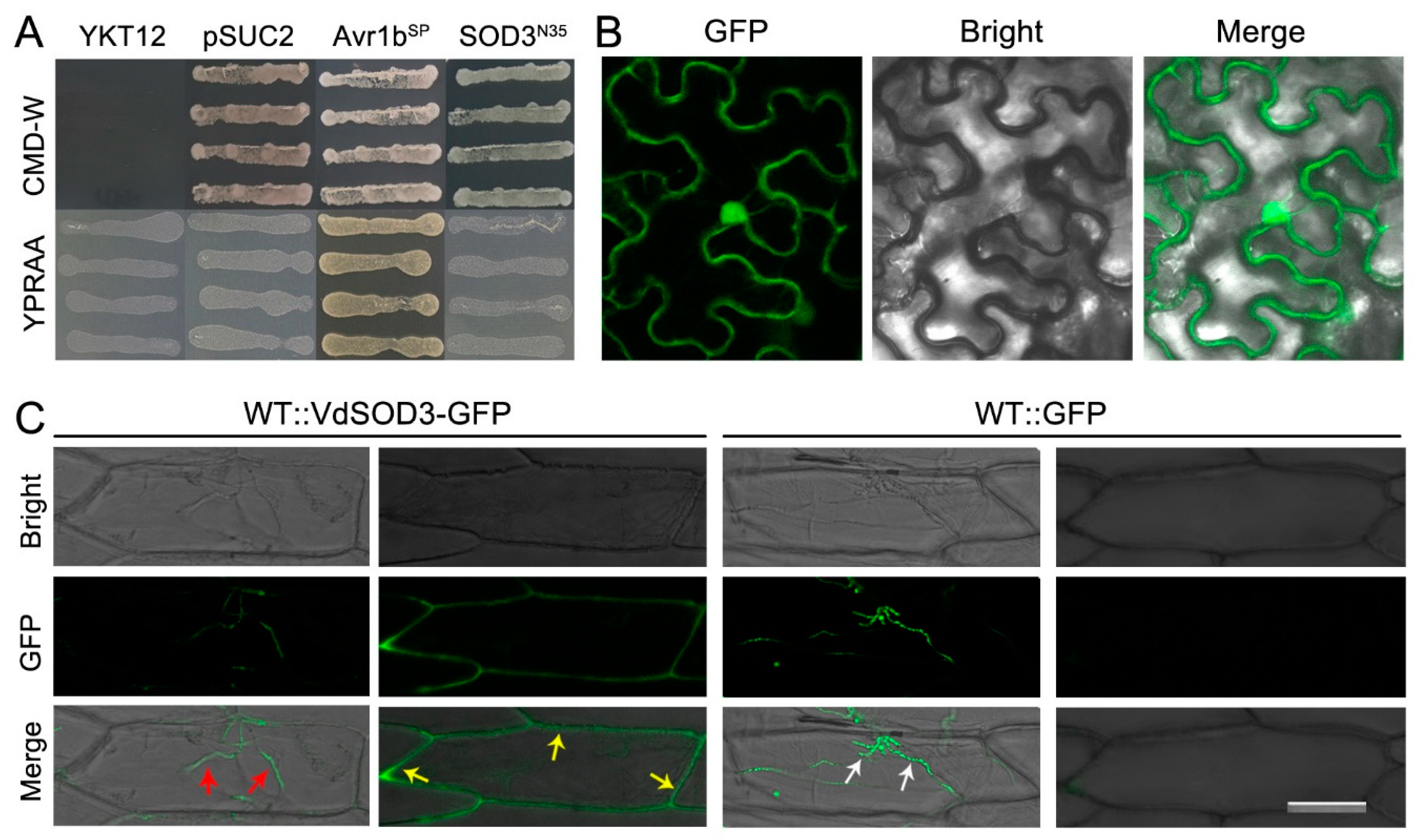 Agronomy 11 00013 g002 Agronomy 11 00013 g002