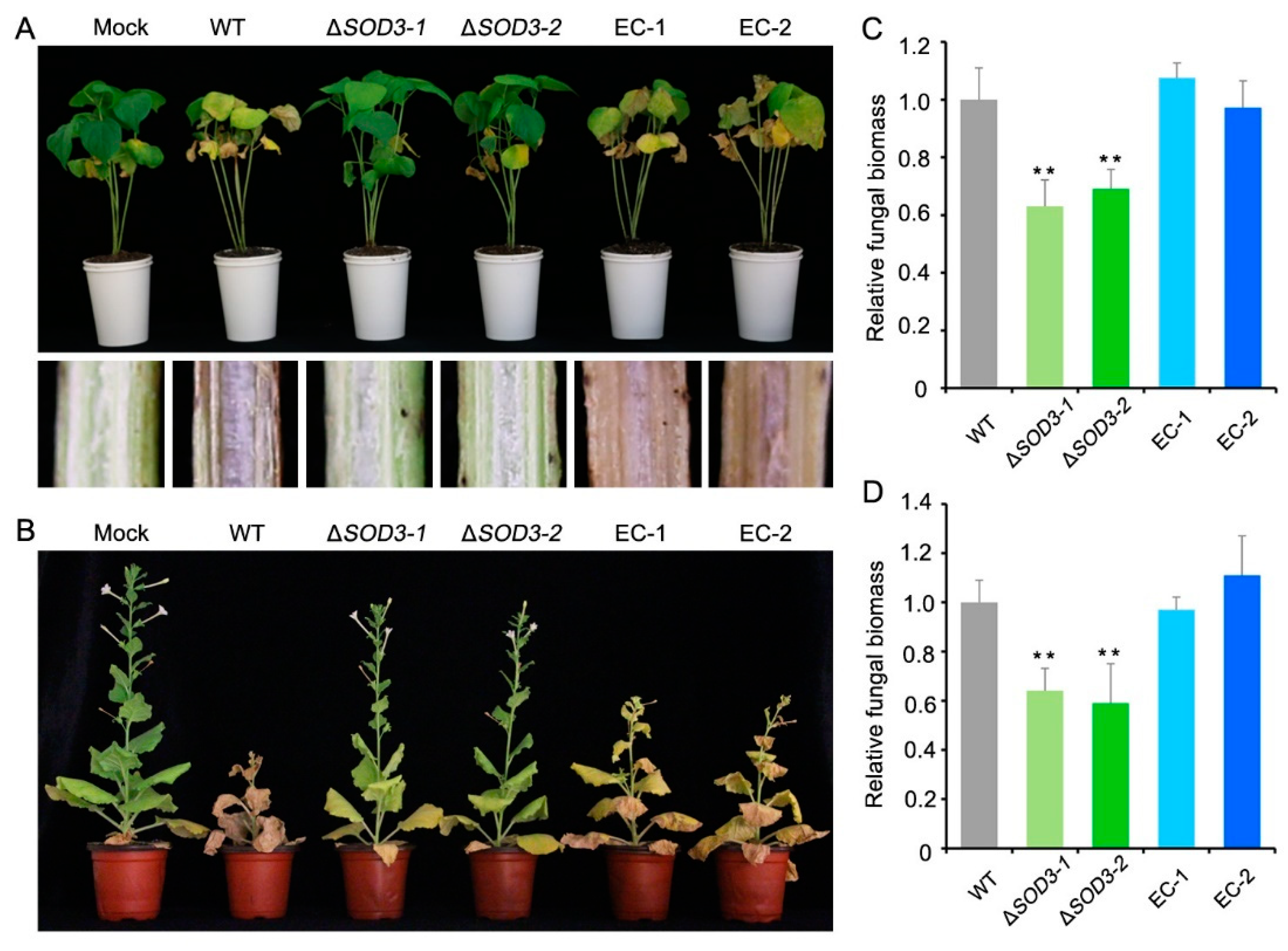 Agronomy 11 00013 g006 Agronomy 11 00013 g006