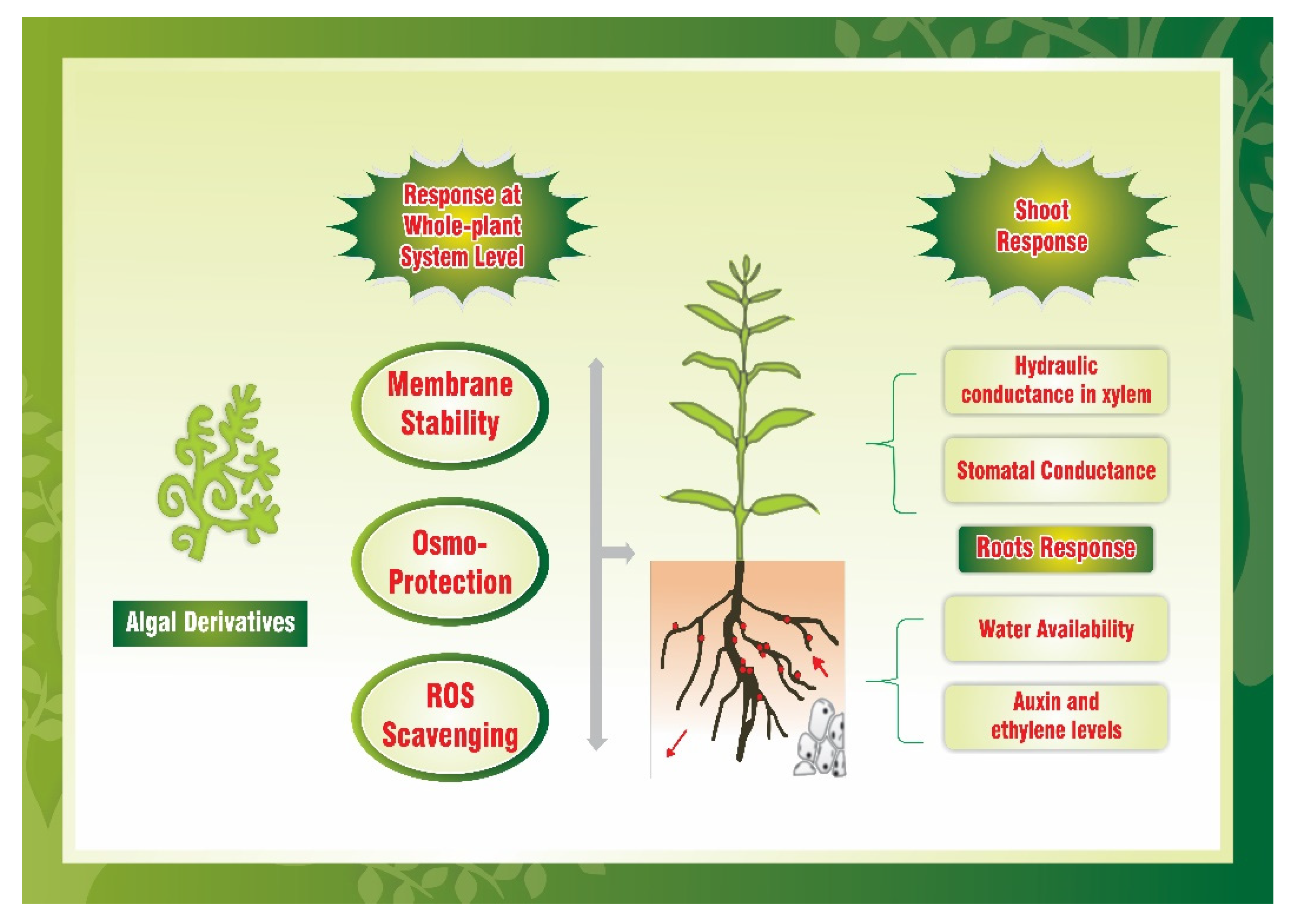 Agronomy 11 00014 g001