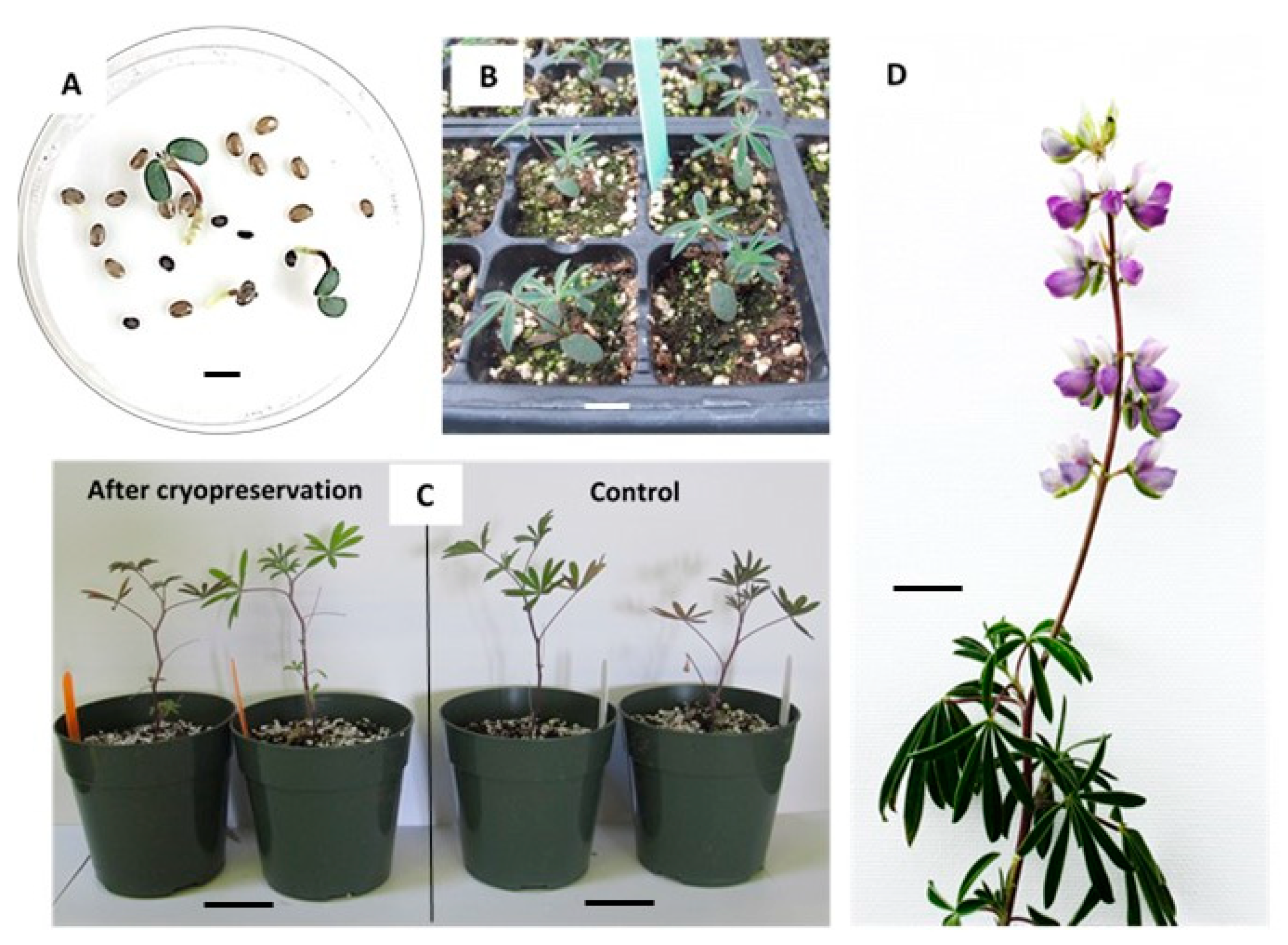 Agronomy 11 00037 g004