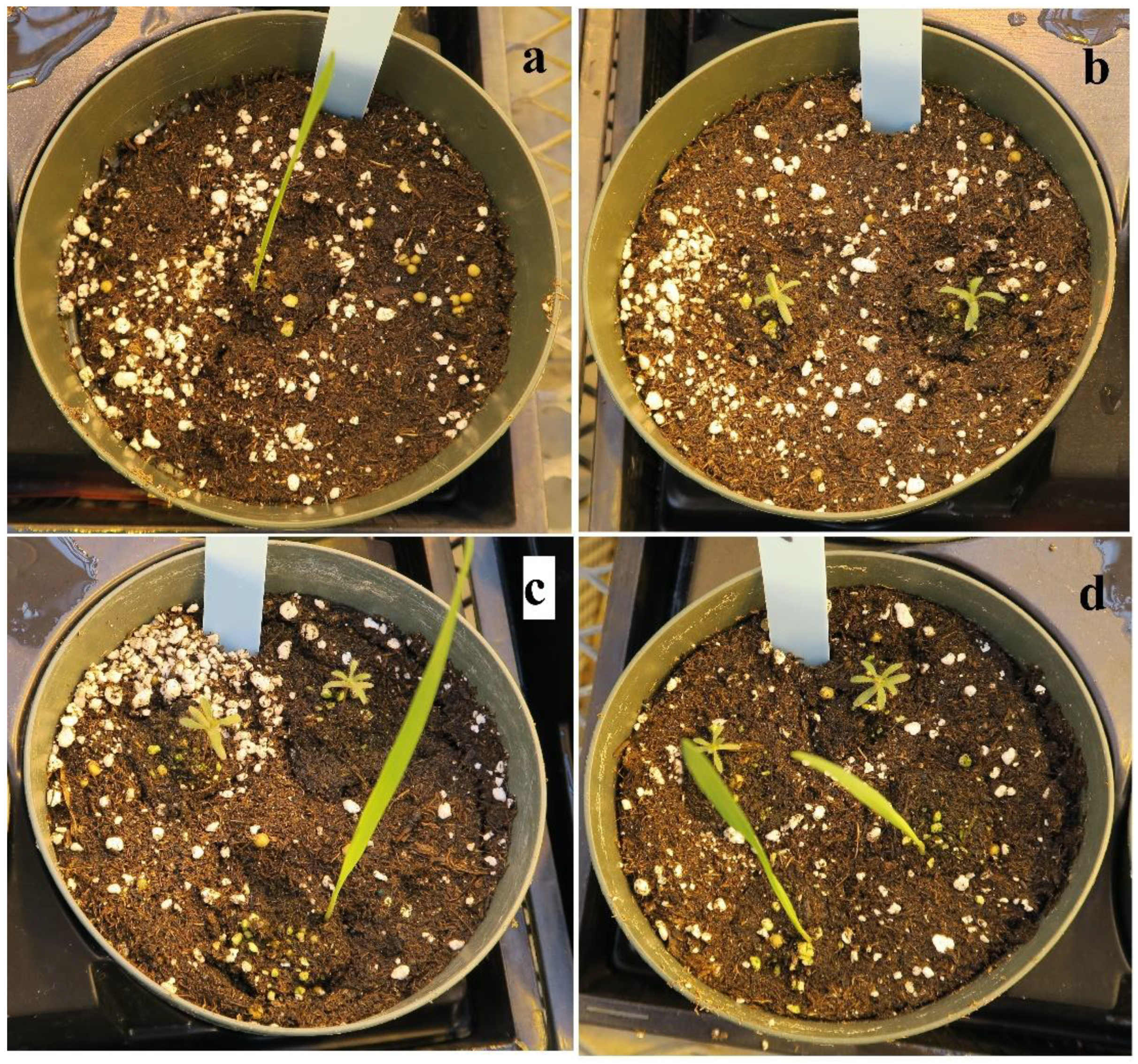 Agronomy 11 00062 g001