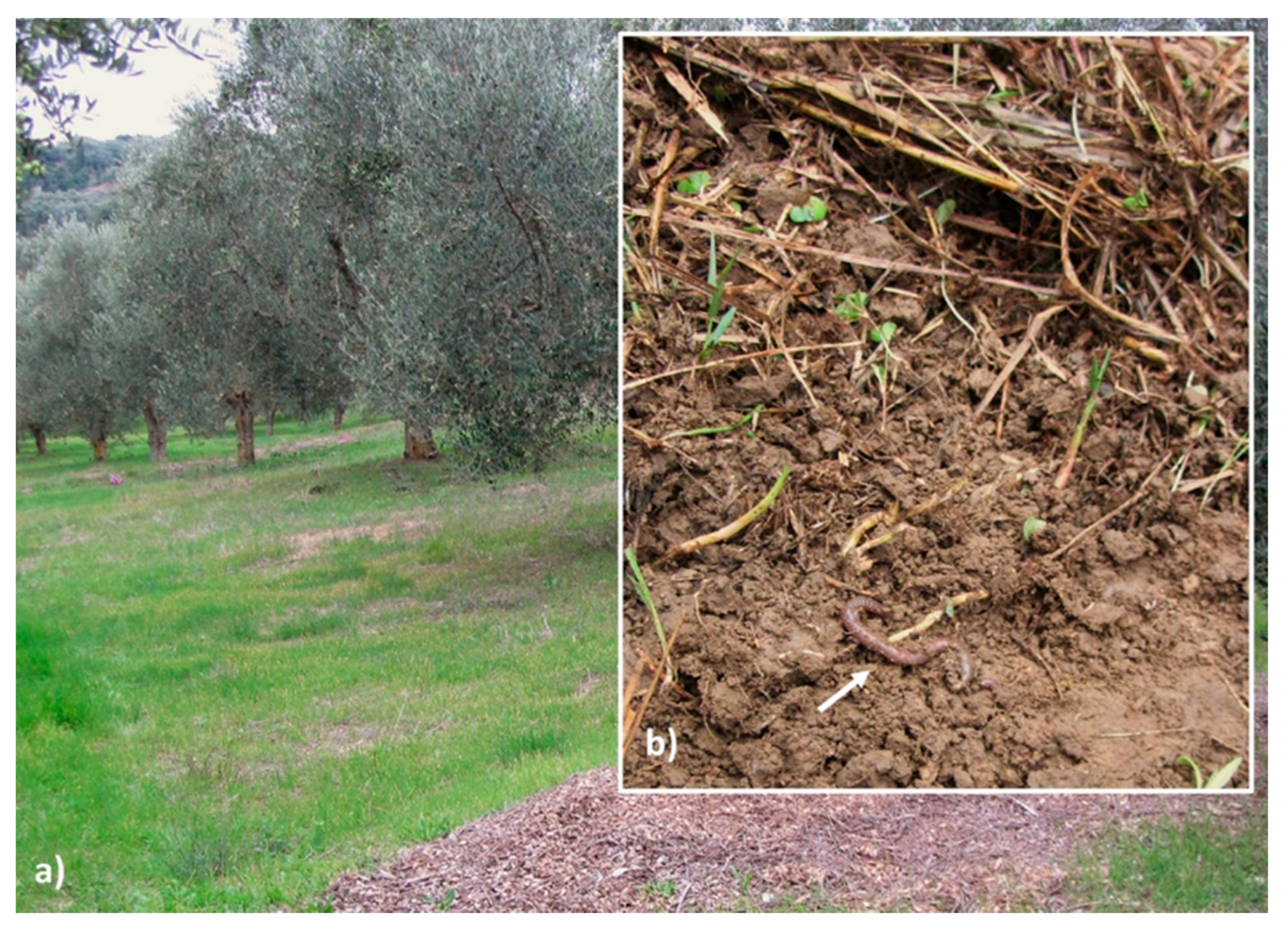 Agronomy 11 00068 g006