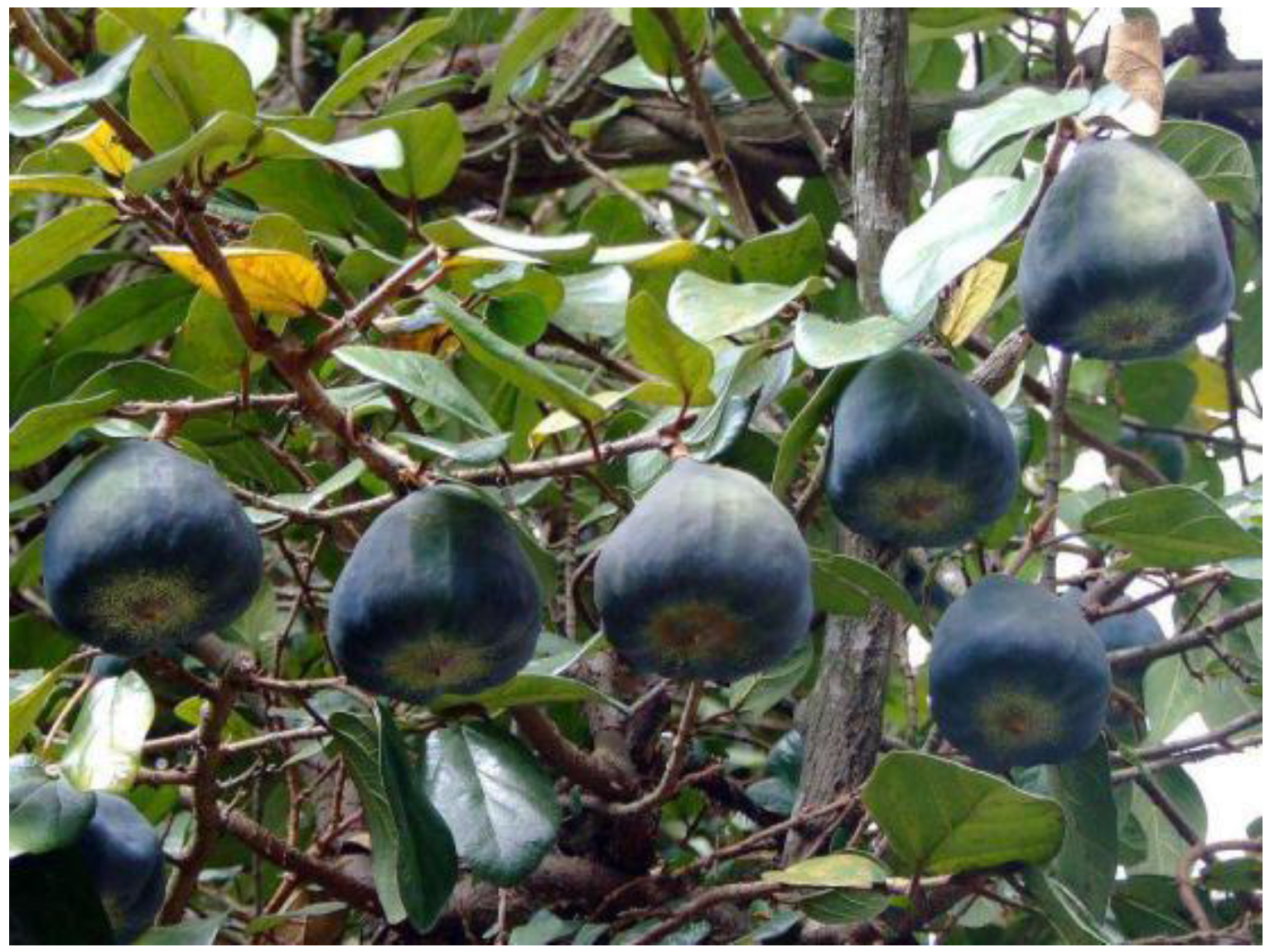 Agronomy 11 00089 g001 Agronomy 11 00089 g001