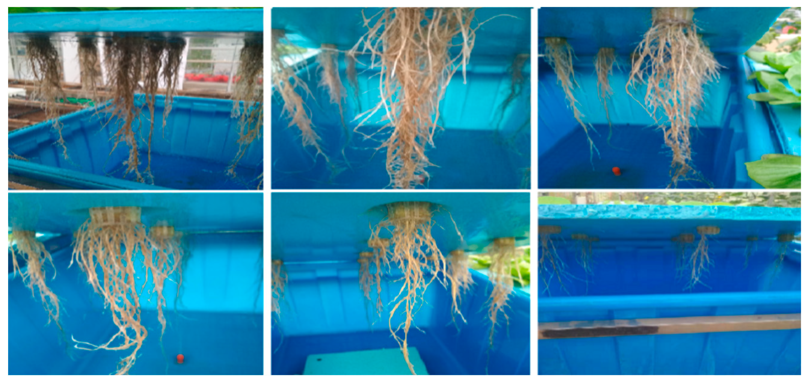 Agronomy 11 00097 g004 Agronomy 11 00097 g004