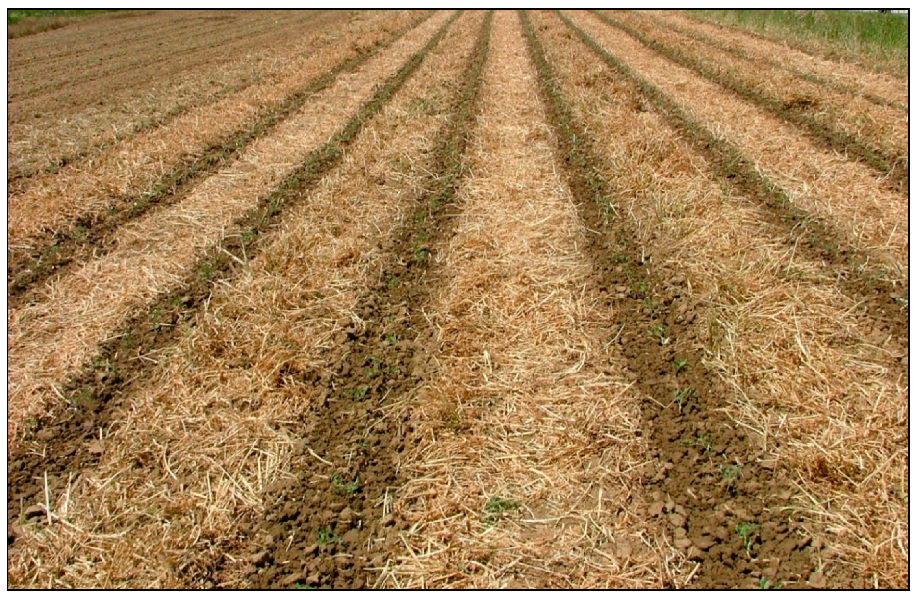 Agronomy 11 00106 g004