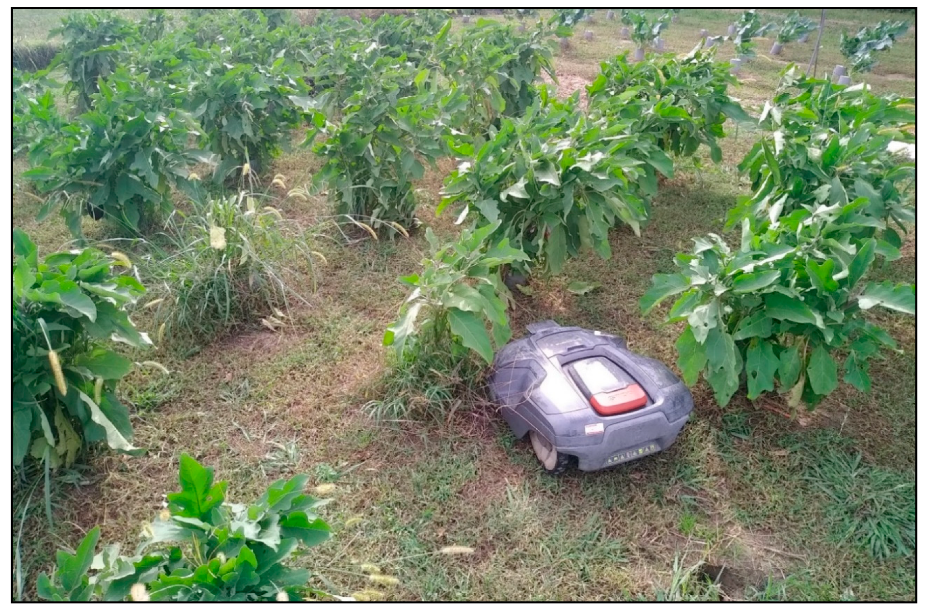 Agronomy 11 00106 g006