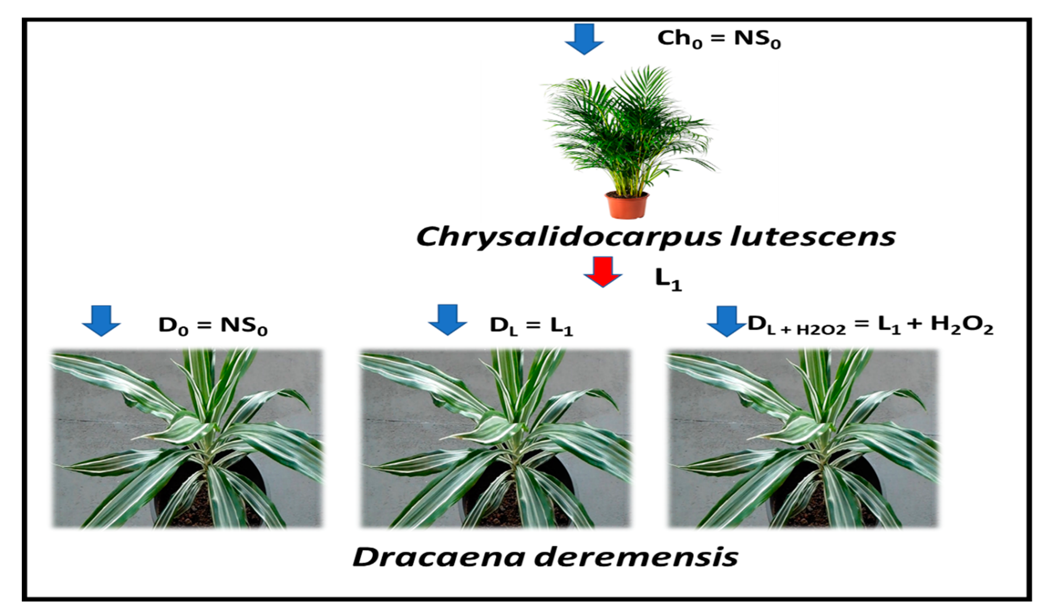 Agronomy 11 00127 g001