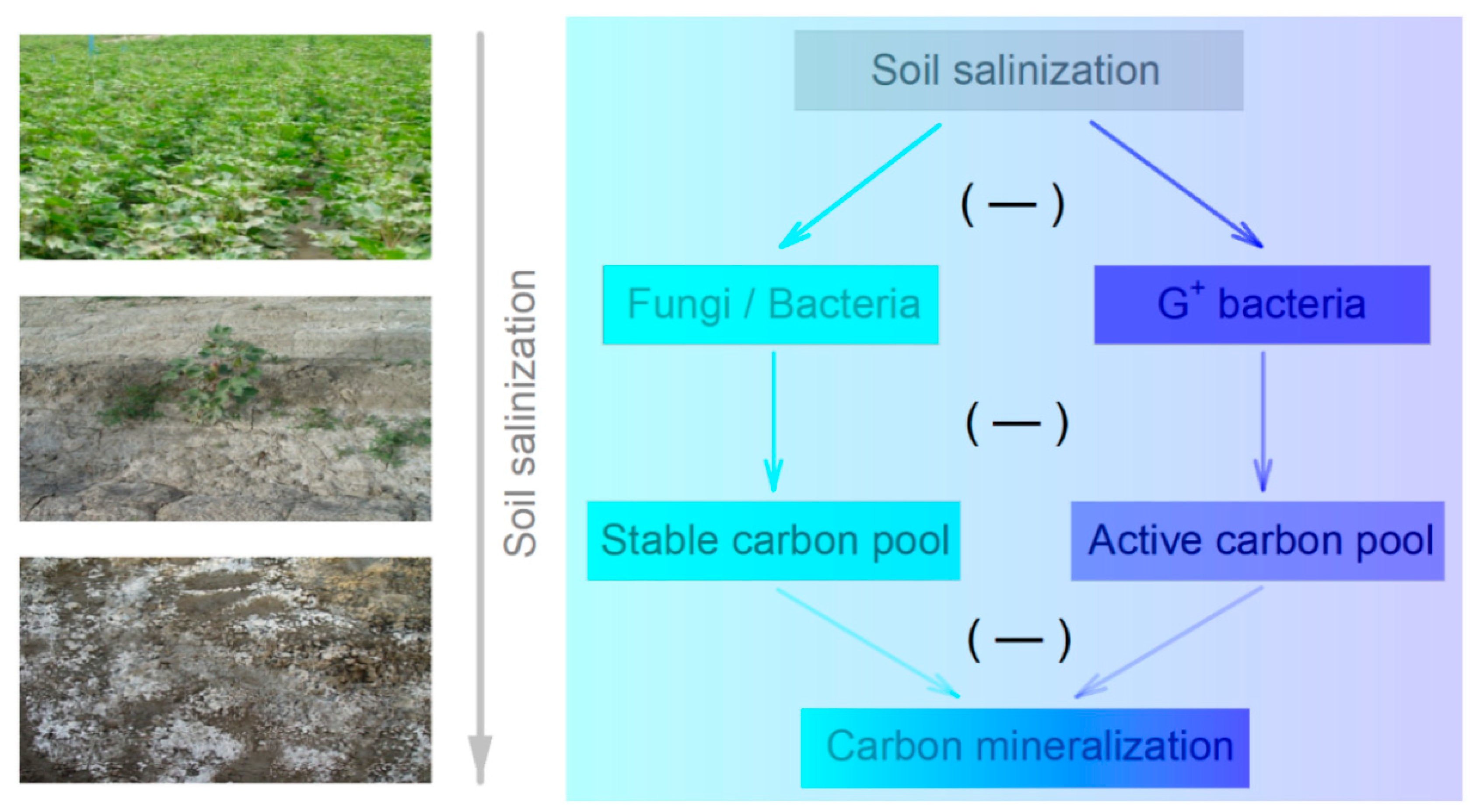Agronomy 11 00128 g007