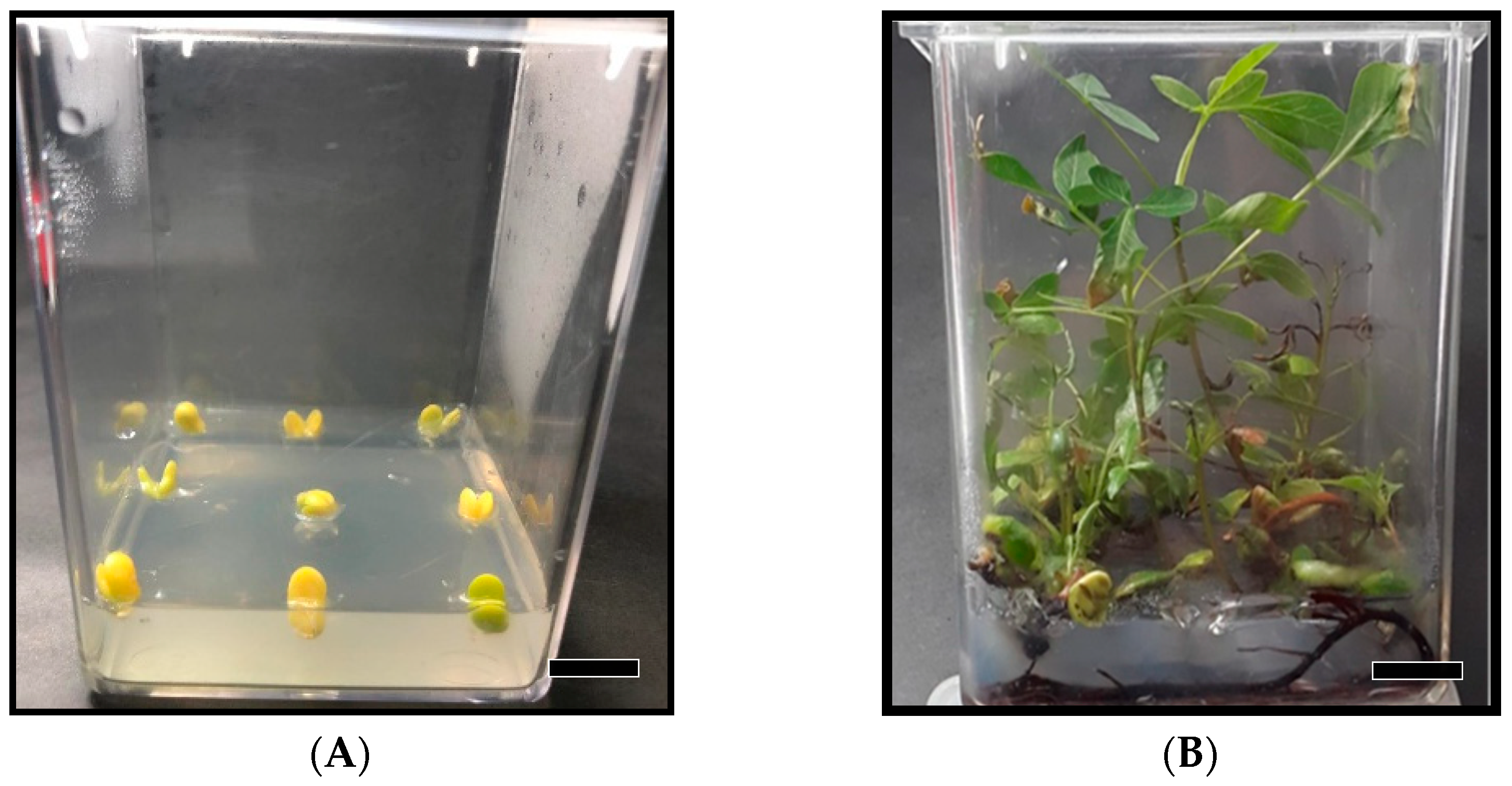 Agronomy 11 00154 g002 Agronomy 11 00154 g002