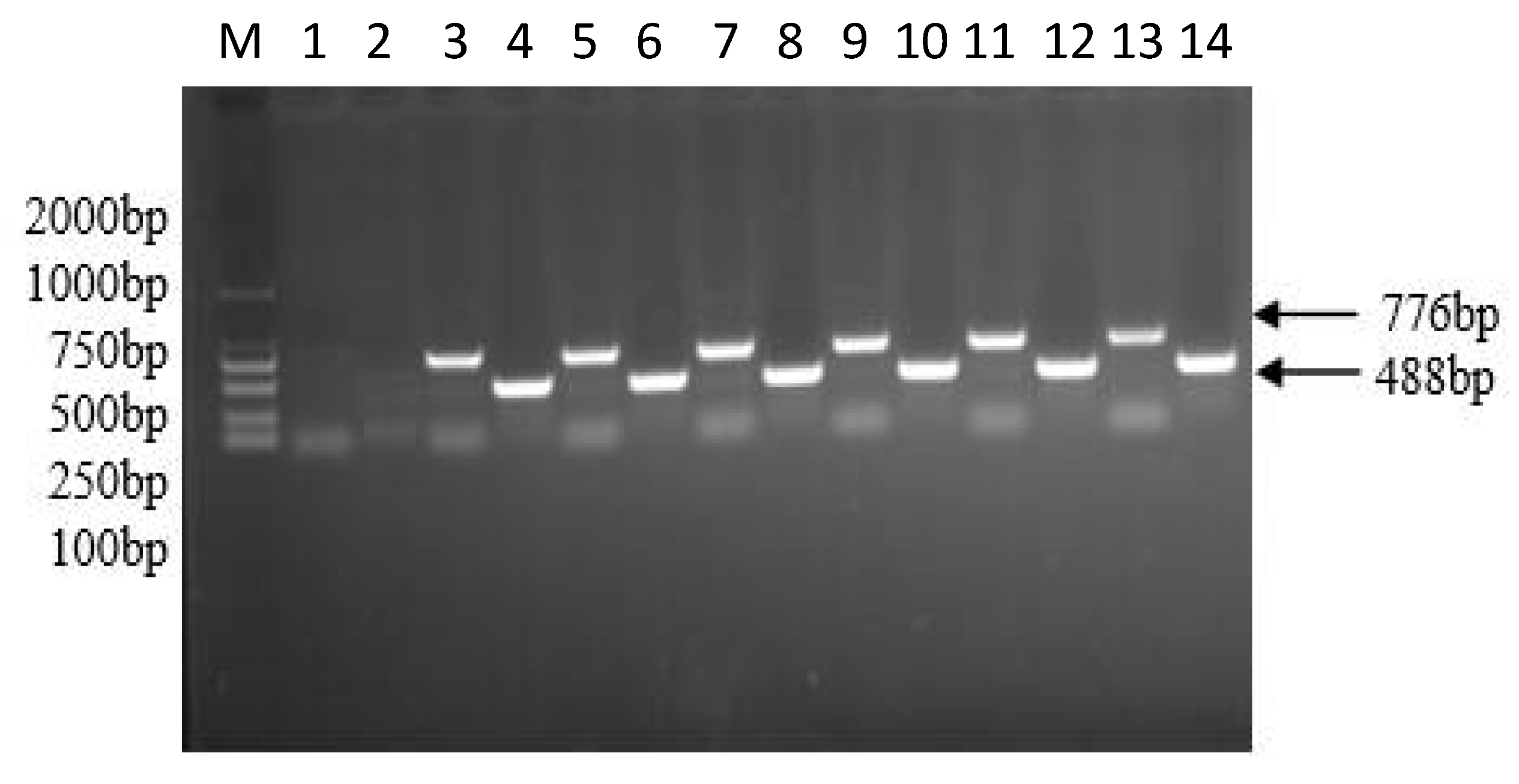 Agronomy 11 00170 g003