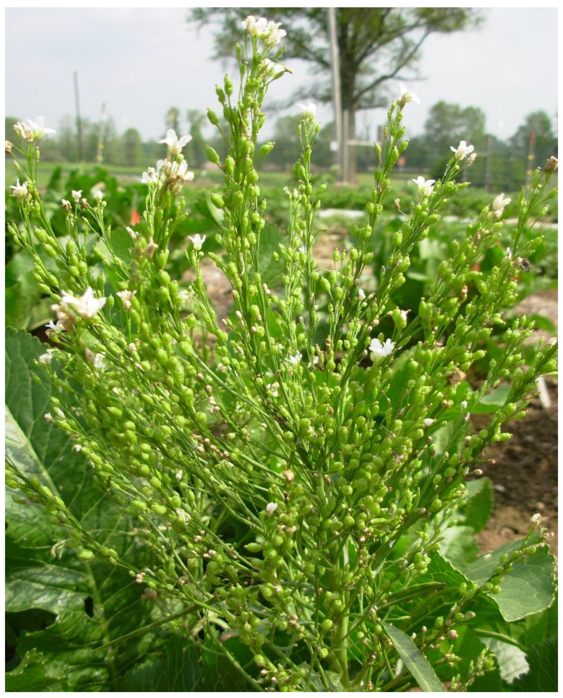 Agronomy 11 00175 g001 Agronomy 11 00175 g001