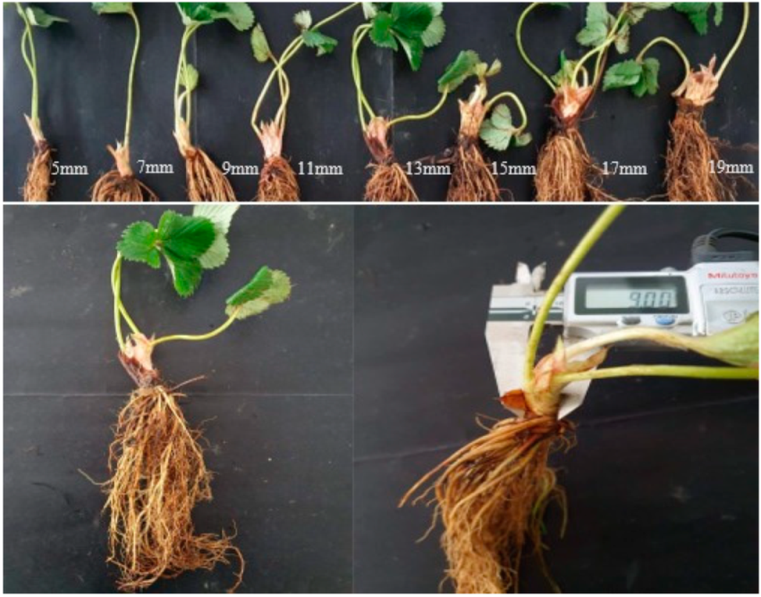 Agronomy 11 00184 g001 Agronomy 11 00184 g001