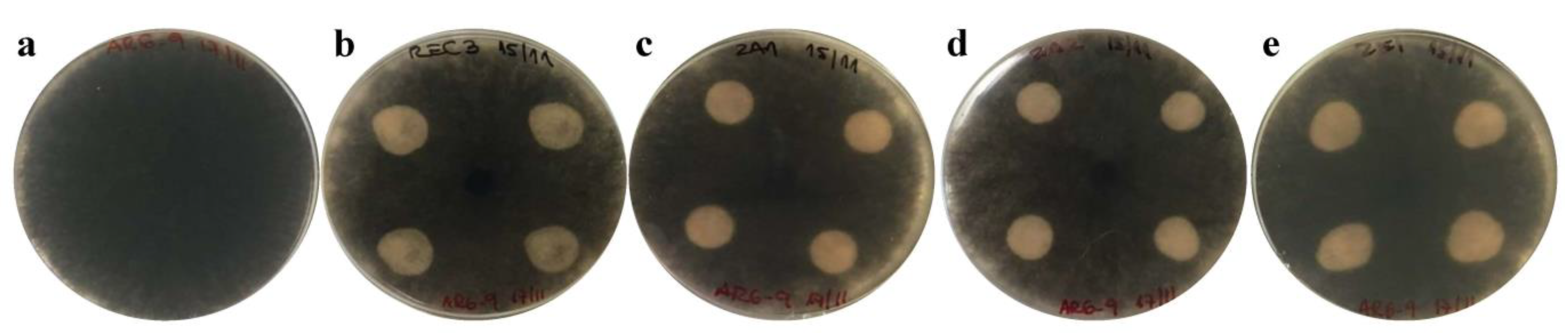 Agronomy 11 00195 g001