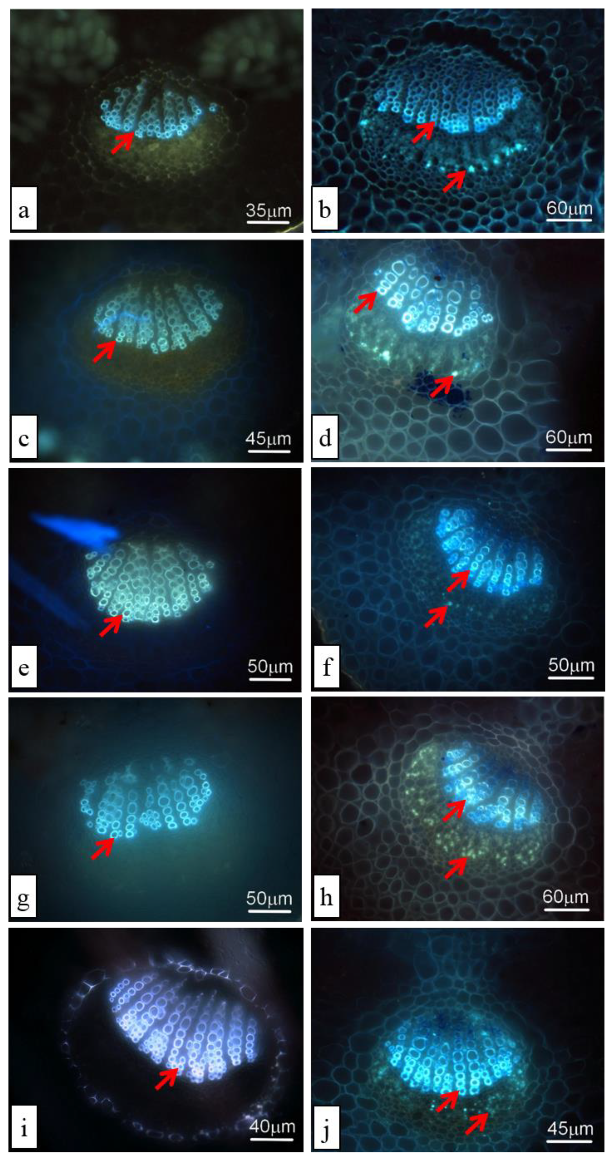 Agronomy 11 00195 g003